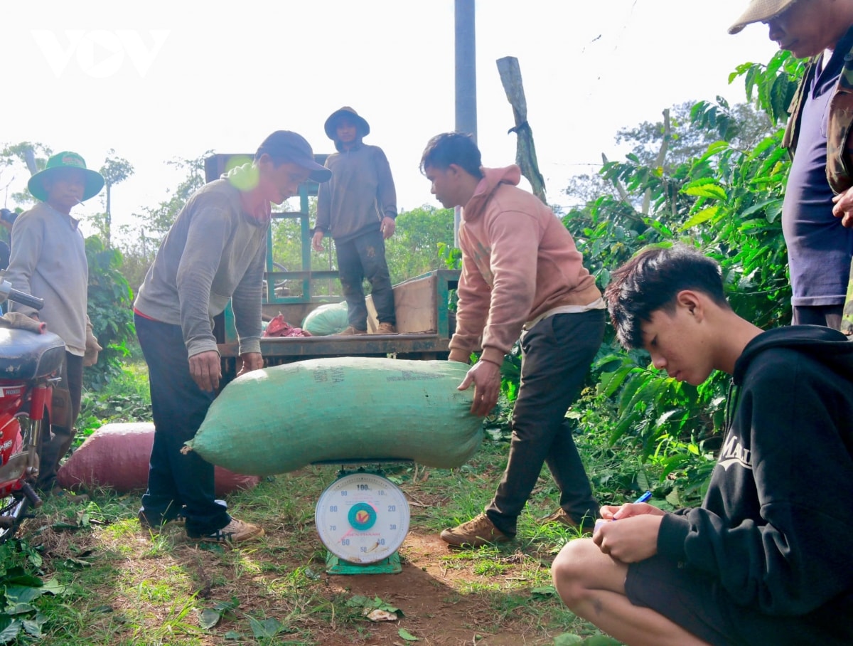 mo hoi, nu cuoi trong mua ca phe ky luc o tay nguyen hinh anh 6