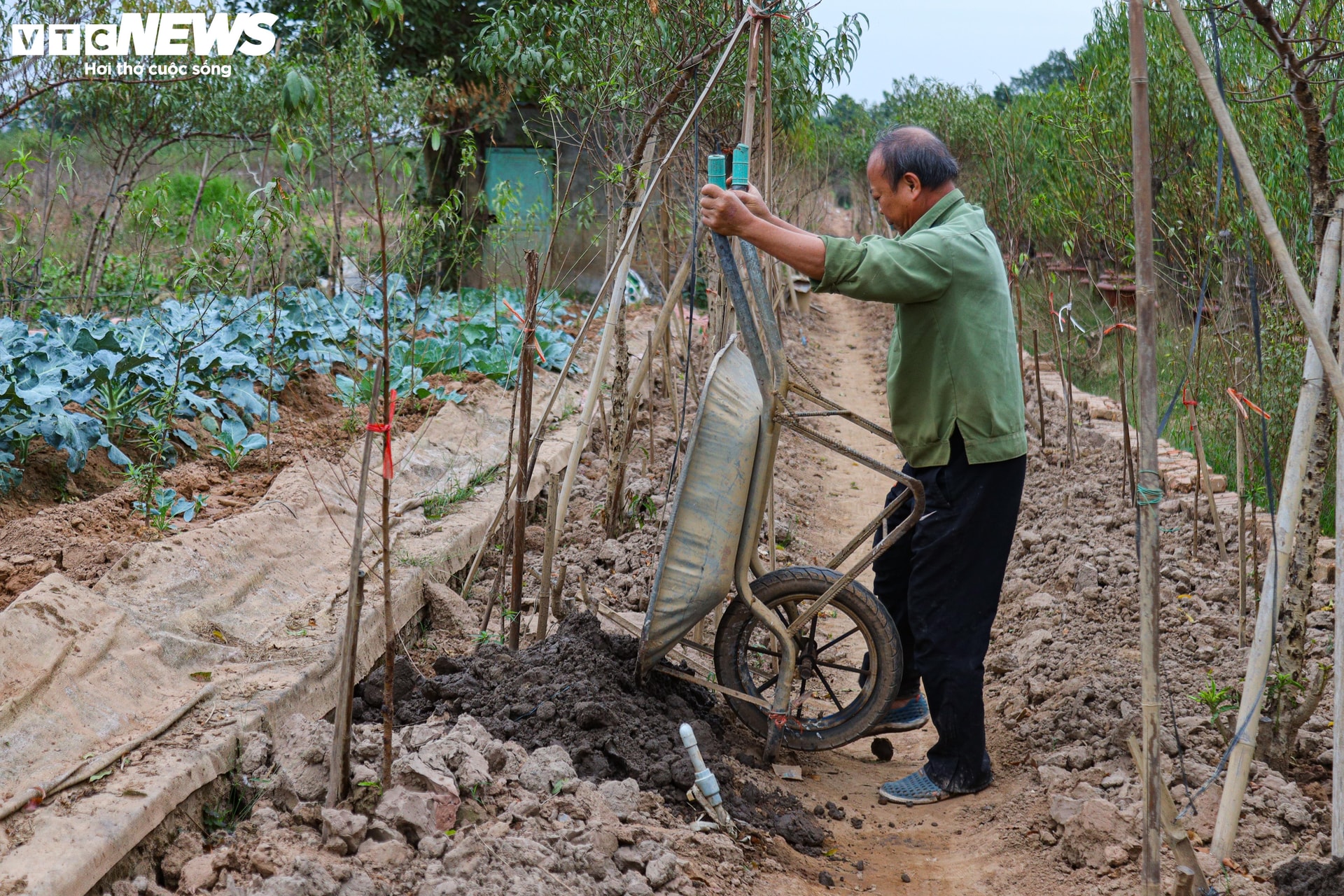 Bị bão lũ lịch sử tàn phá, đào, quất cảnh Hà Nội có kịp đón Tết Nguyên đán? - 13