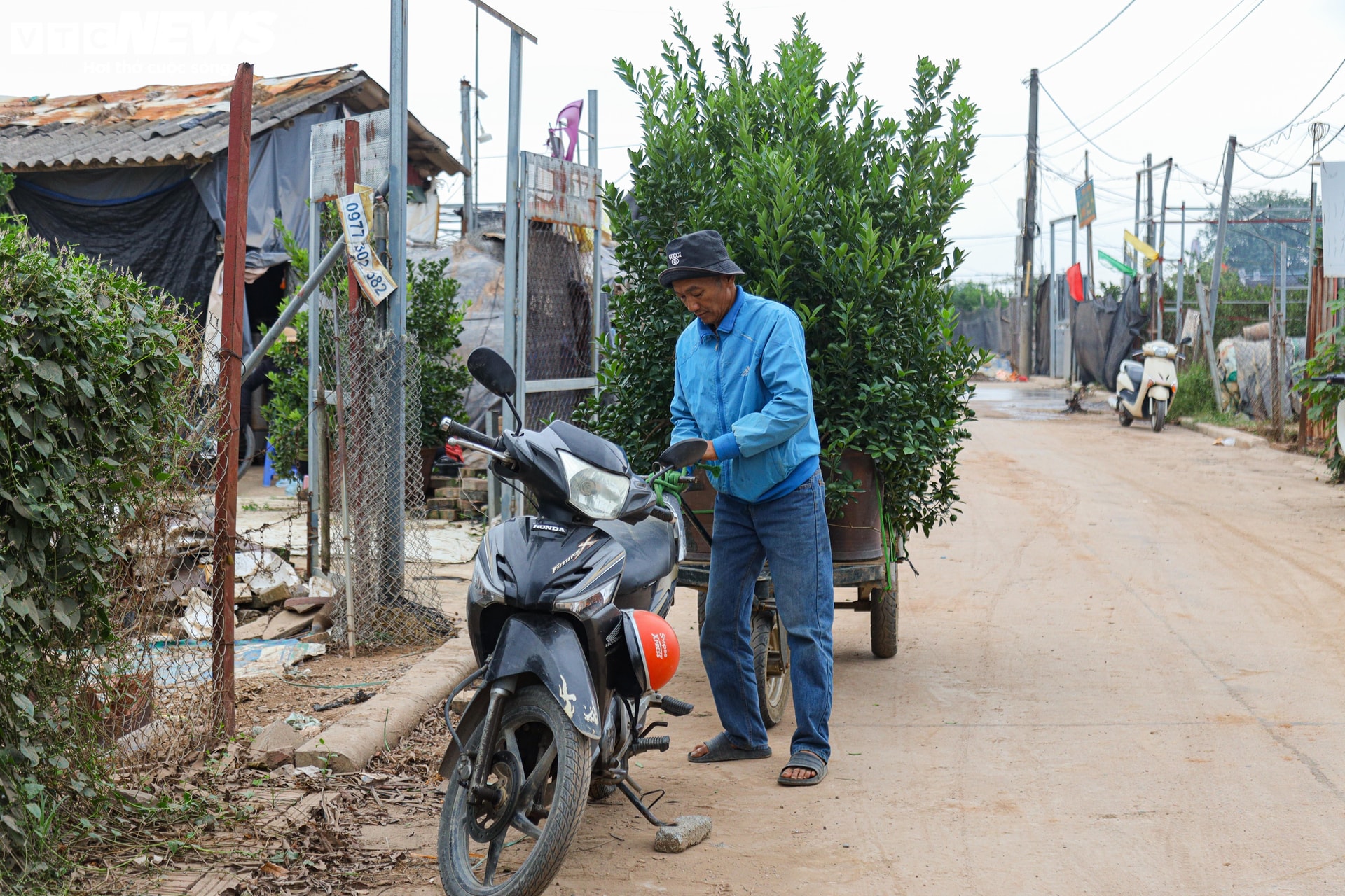 Bị bão lũ lịch sử tàn phá, đào, quất cảnh Hà Nội có kịp đón Tết Nguyên đán? - 10