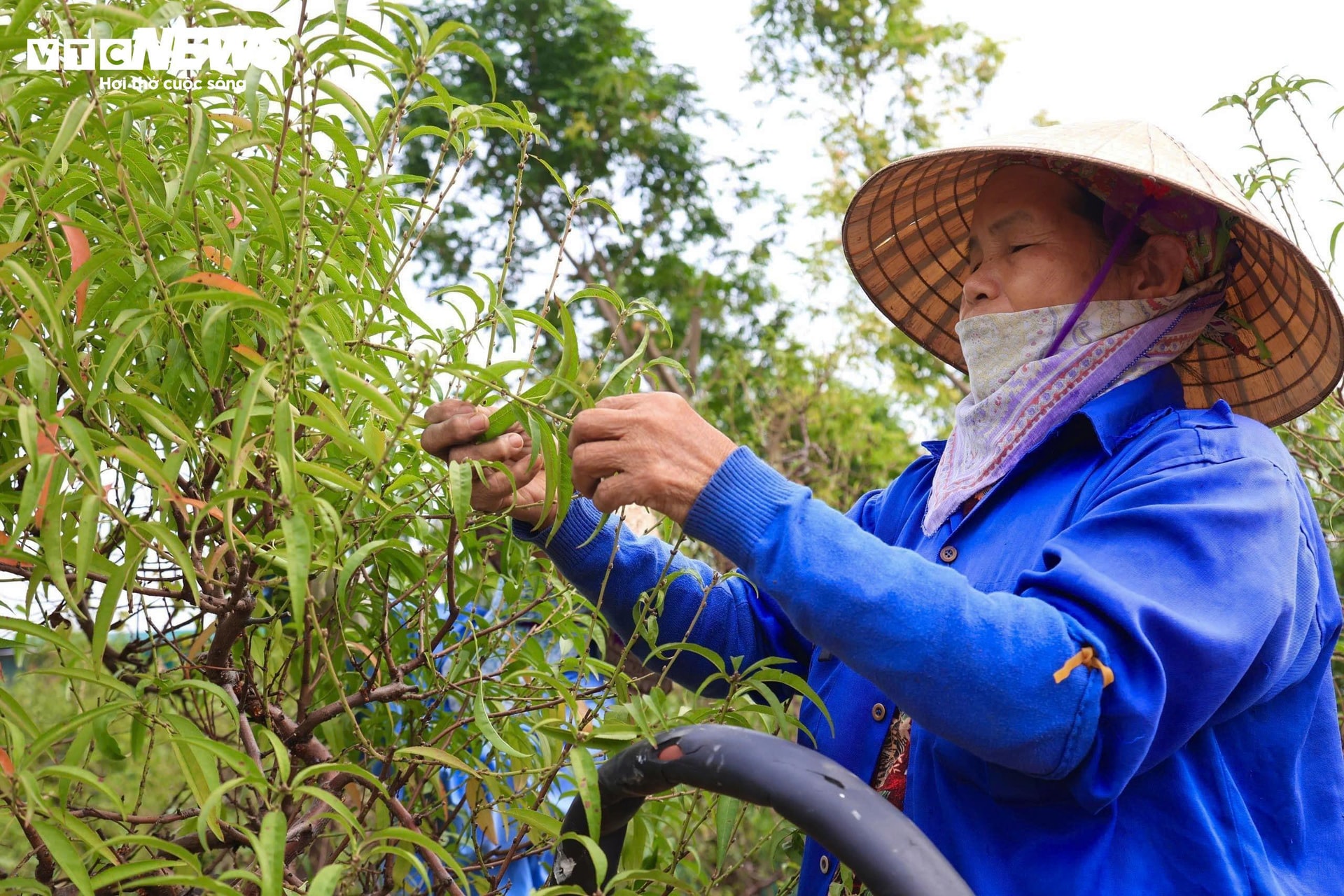 Bị bão lũ lịch sử tàn phá, đào, quất cảnh Hà Nội có kịp đón Tết Nguyên đán? - 19