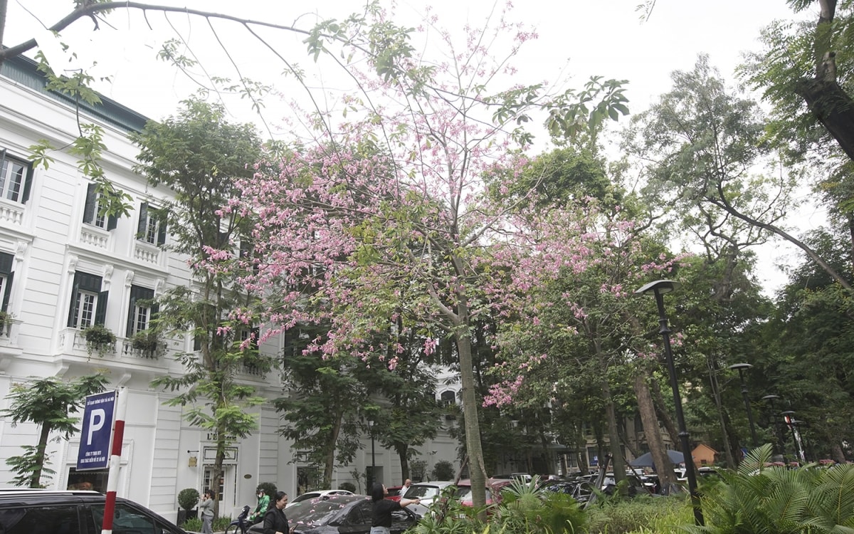 ngam hoa hong my nhan khoe sac giua long ha noi hinh anh 1