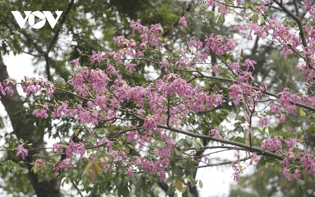 ngam hoa hong my nhan khoe sac giua long ha noi hinh anh 8