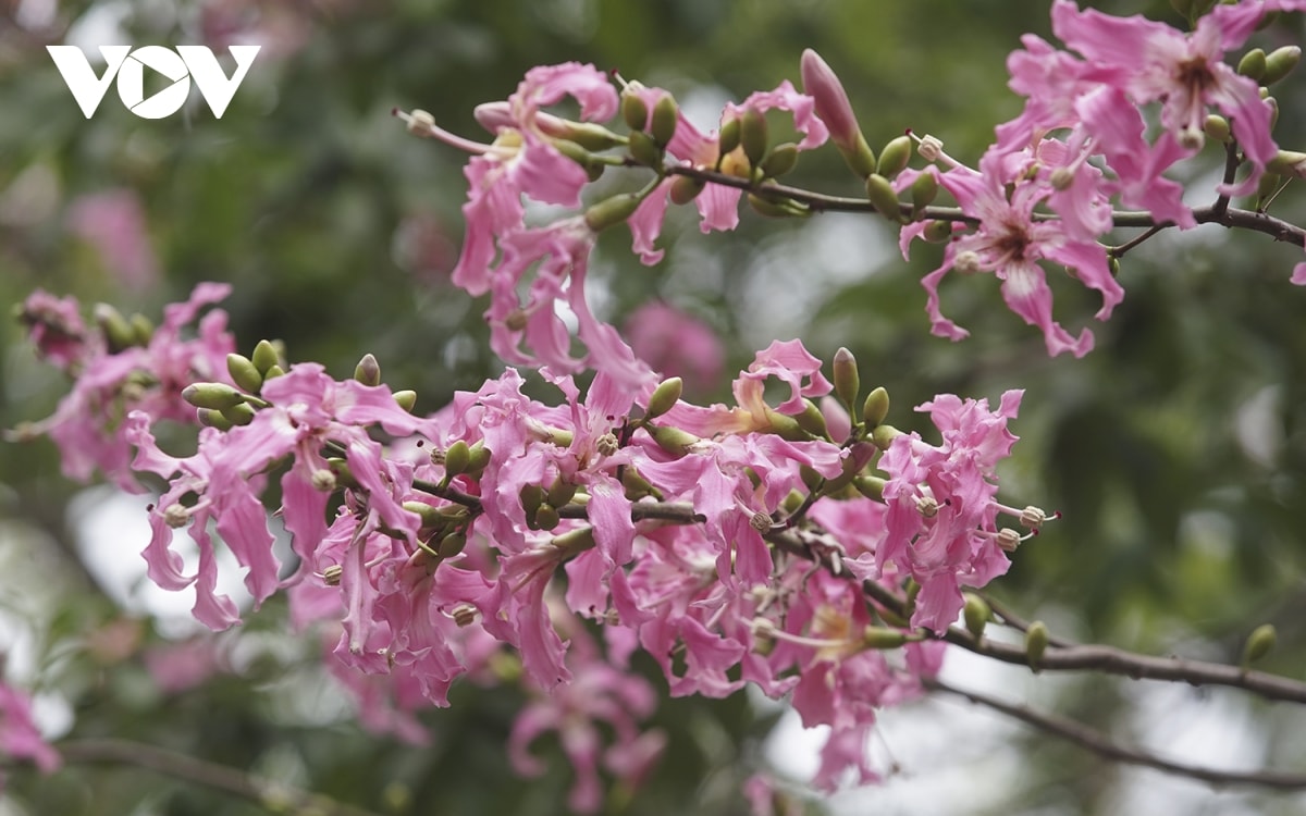 ngam hoa hong my nhan khoe sac giua long ha noi hinh anh 9