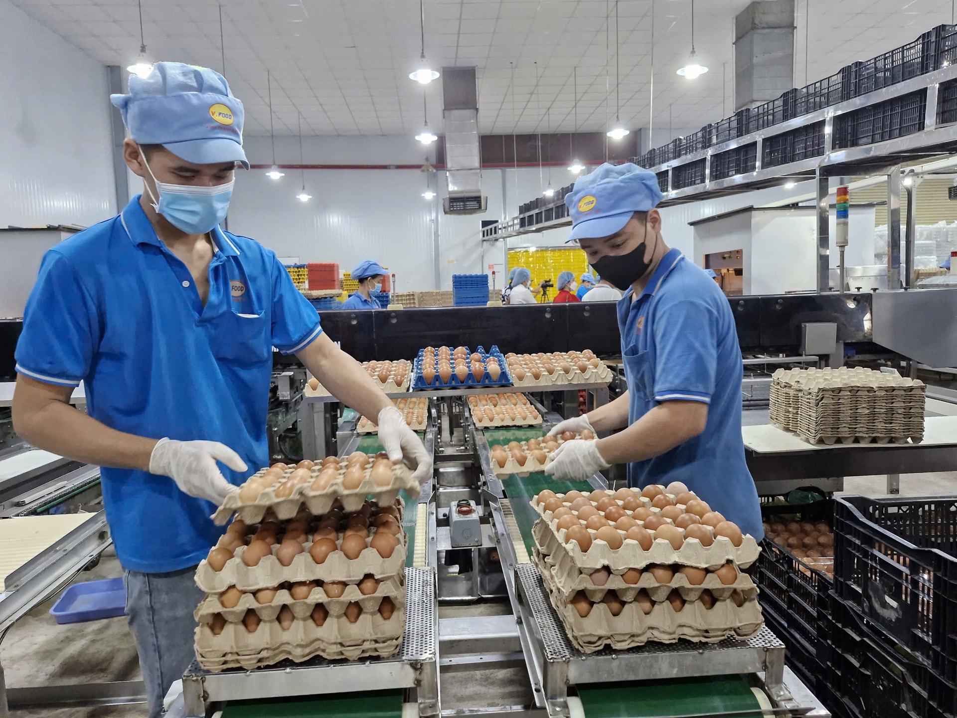 Chỉ riêng trứng gia cầm, Vĩnh Thành Đạt dự kiến cung ứng ra thị trường 2-3 triệu trứng mỗi ngày giai đoạn từ sau mùng 10 tháng Chạp. (Ảnh: H. Linh)