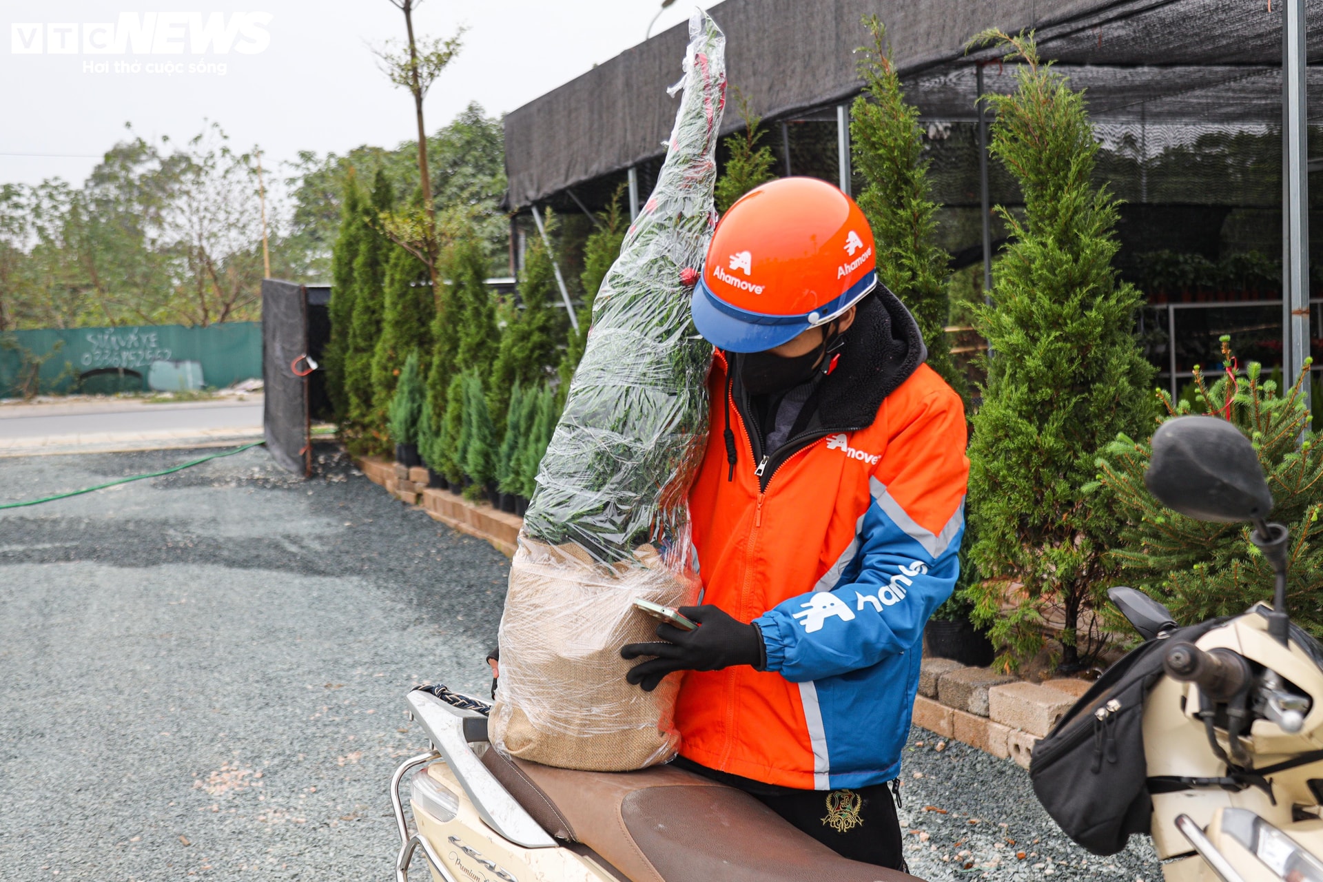 Những cây thông mini sẵn sàng lên đường tới tay người mua.