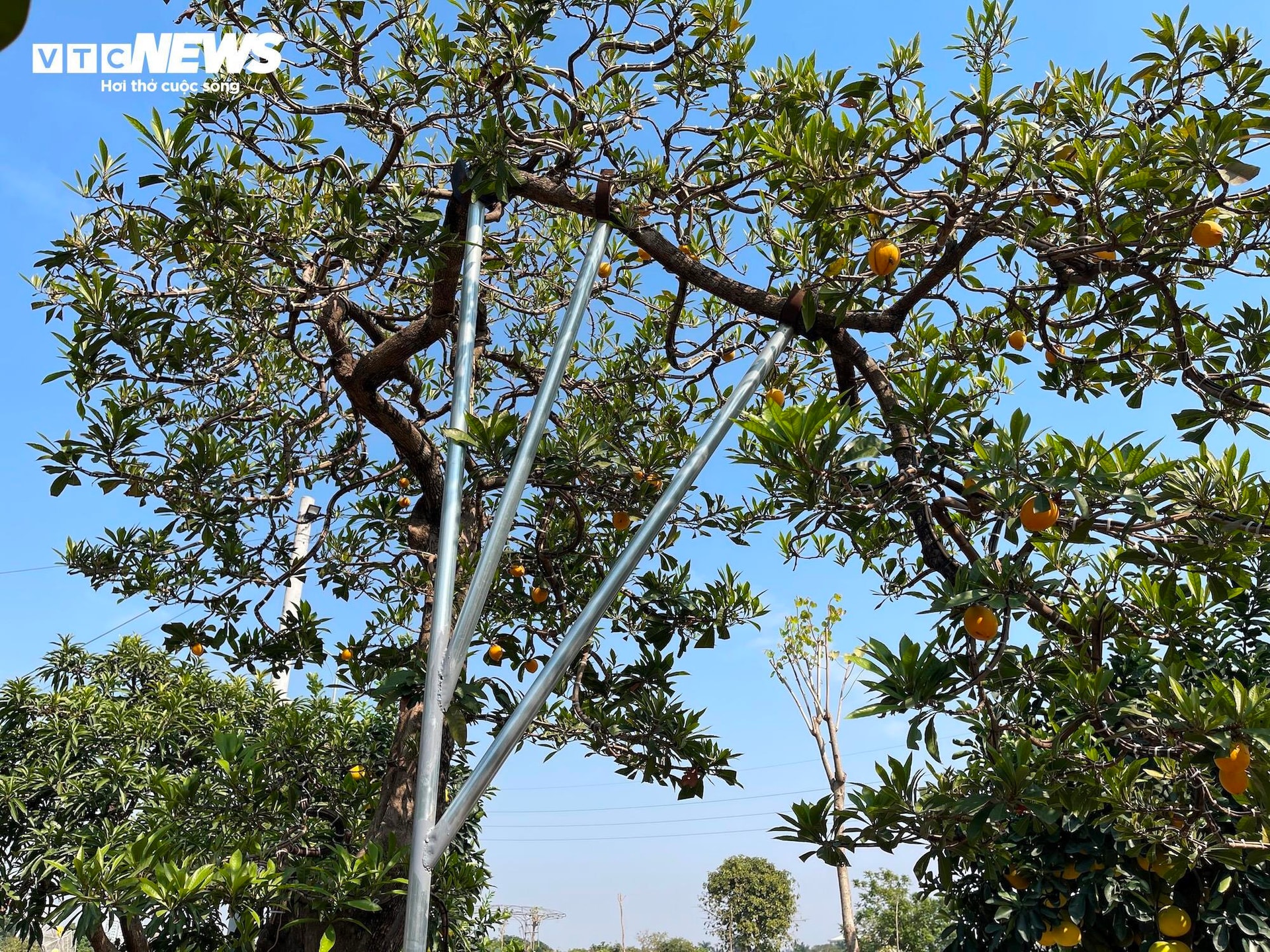 Cành cây đưa tán sang ngang, uốn lượn tựa như một con rồng bay trên bầu trời. Vì cành dài và nhiều quả nên ông Tùng đã phải tự chế một khung thép lớn, gắn chắc vào chậu để đỡ cành vững chắc.