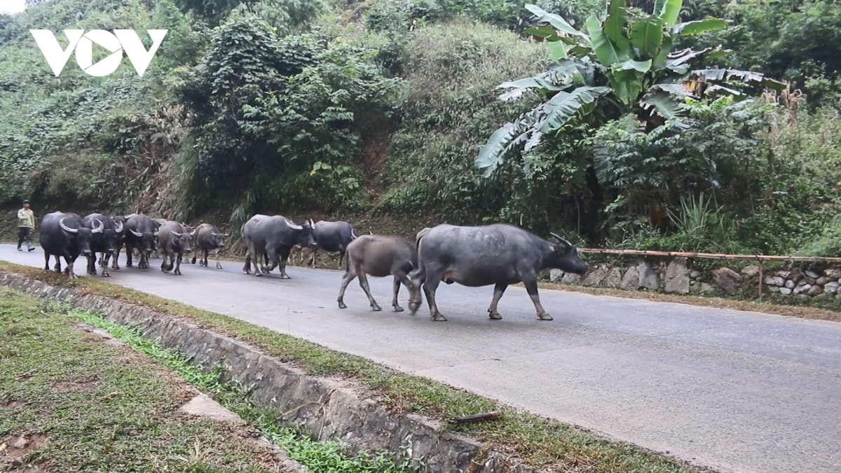 nong dan sa pa tang cuong bao ve dan vat nuoi truoc gia ret hinh anh 2