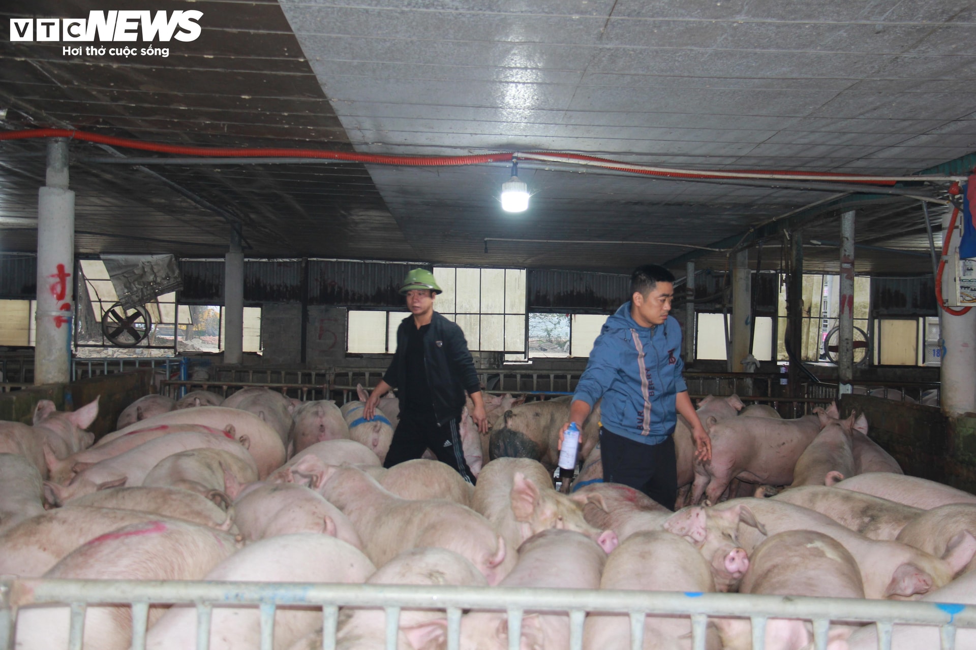 Thương lái đánh dấu heo đã mua để không bị người khác tranh mua.