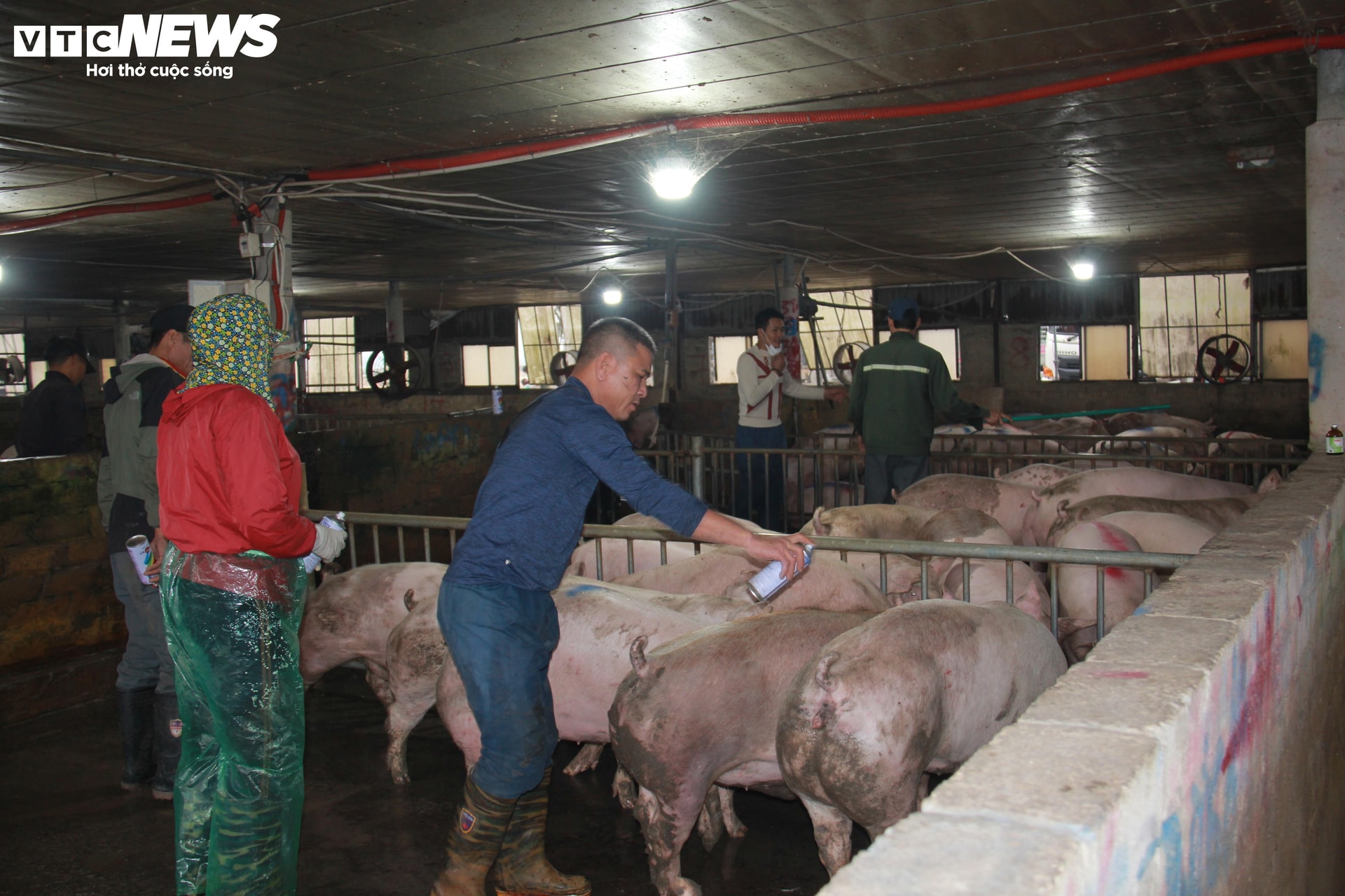 Chợ đầu mối gia súc gia cầm Hà Nam nhộn nhịp ngày giáp Tết Ất Tỵ.