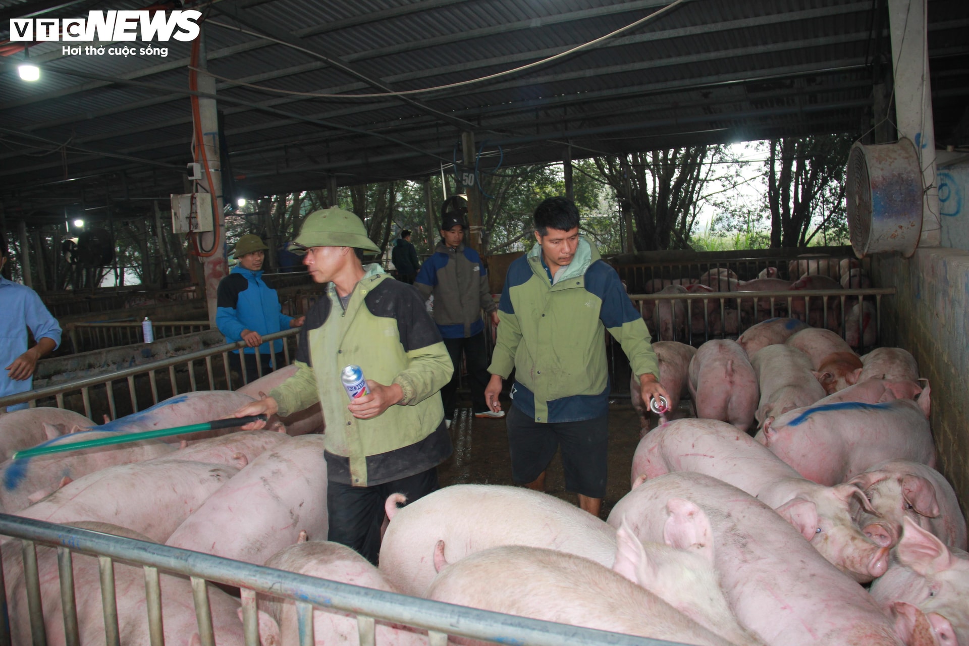 Giá heo hơi tại thời điểm này giao dịch từ 68.000 - 70.000 đồng/kg. Nhưng sau khi giết mổ, phân phối ra thị trường, giá thịt heo bán lẻ lên tới 100.000 - 150.000 đồng/kg tùy loại.