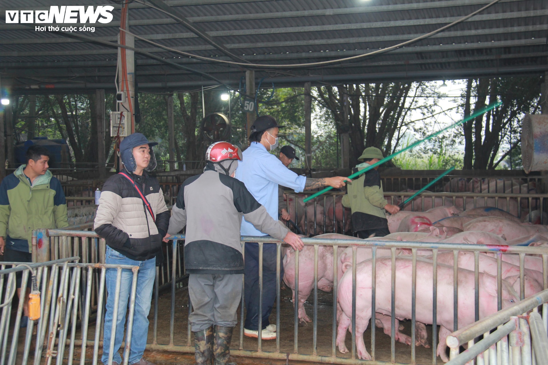 Thương lái, tiểu thương đến gom mua heo hơi.