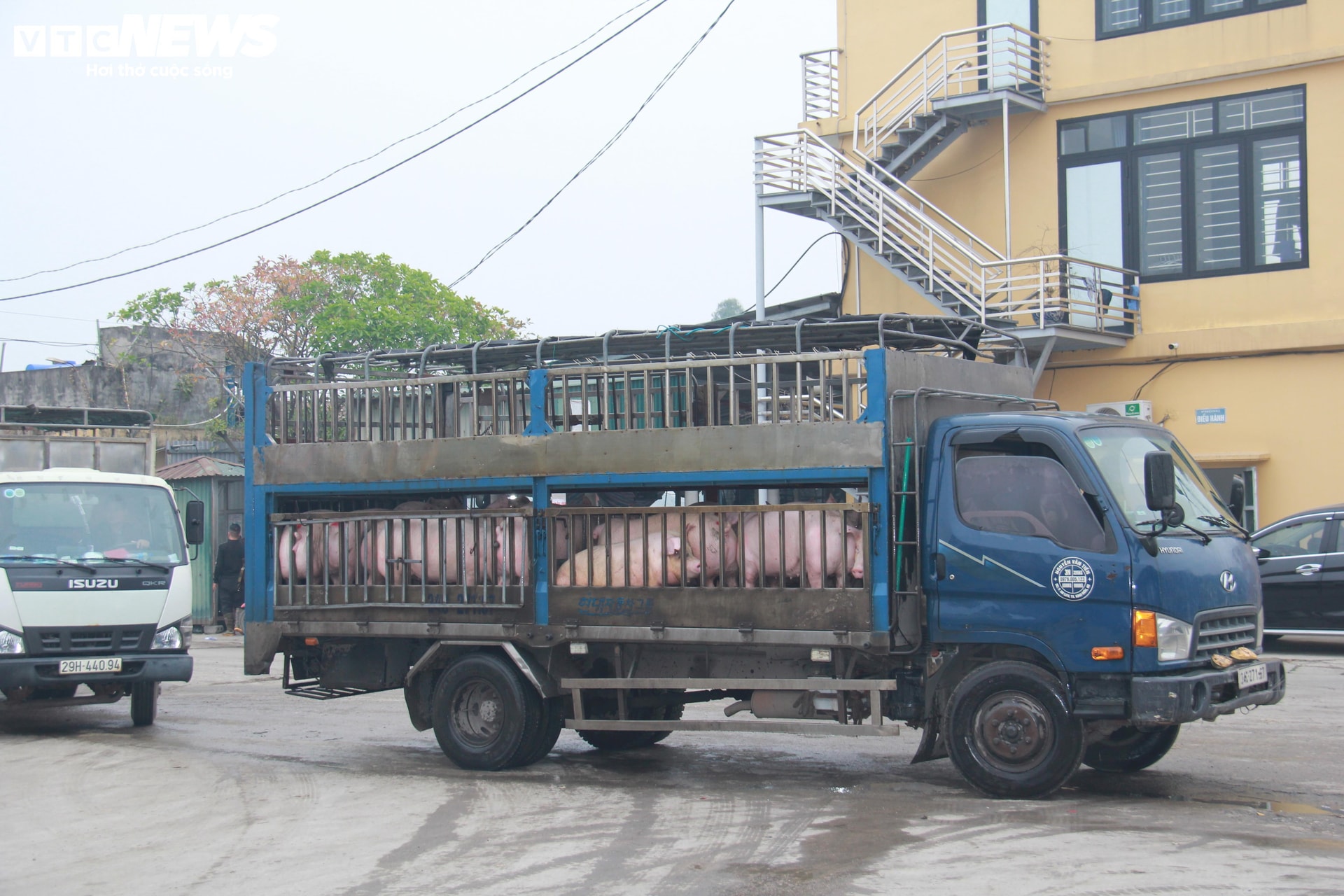 Các phương tiện chở đầy ắp heo hơi từ chợ đầu mối về các địa phương.