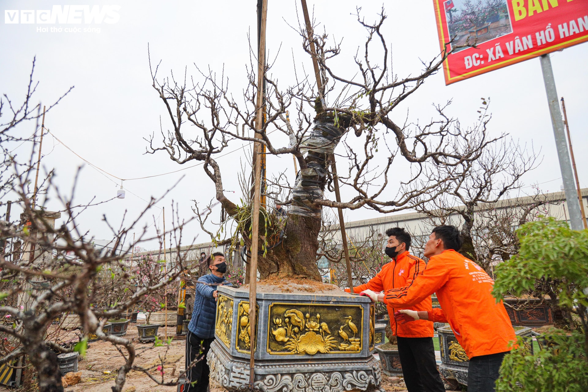 Một số cây đang được anh Nguyên vận chuyển bằng xe cẩu, phục vụ khách chơi Tết sớm.