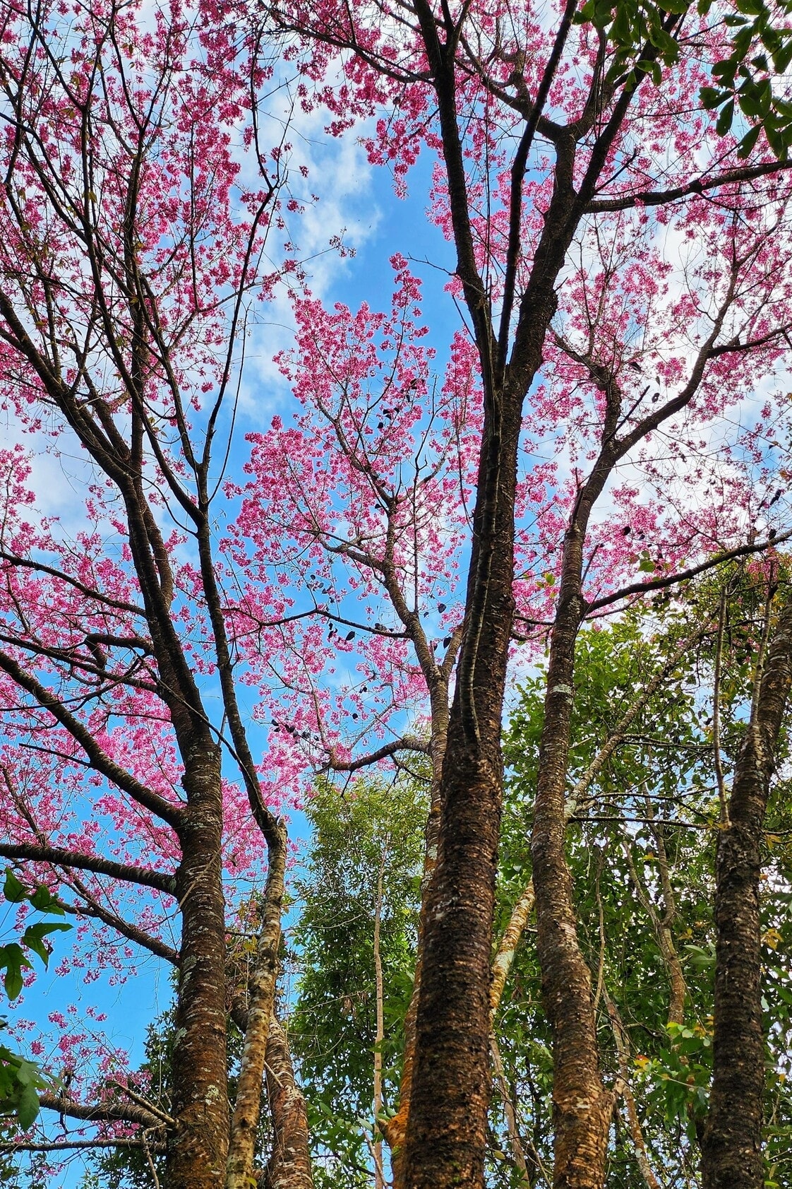 mua hoa to day nhuom hong ban lang mu cang chai hinh anh 2