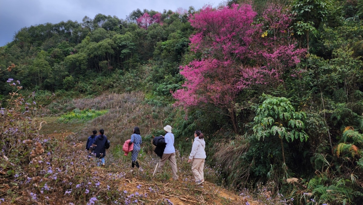 mua hoa to day nhuom hong ban lang mu cang chai hinh anh 3