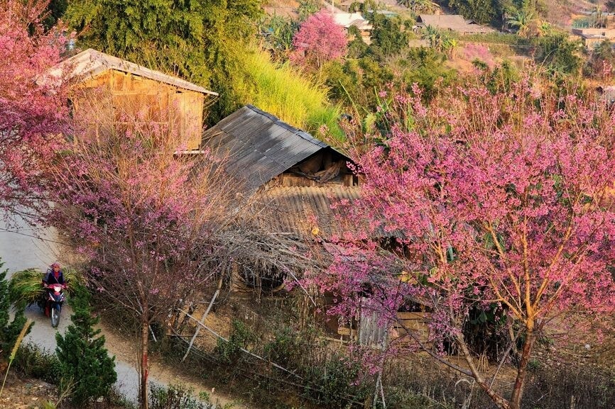 mua hoa to day nhuom hong ban lang mu cang chai hinh anh 1