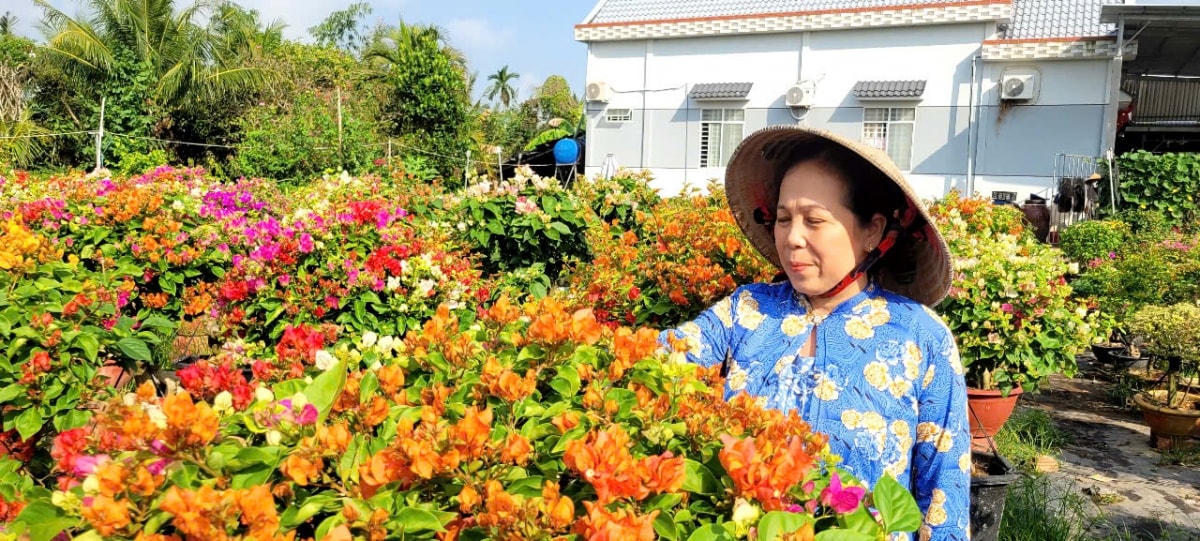 ben tre ruc ro sac mau mua hoa kieng tet co truyen hinh anh 2