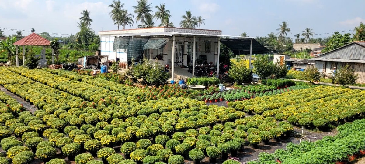 ben tre ruc ro sac mau mua hoa kieng tet co truyen hinh anh 1