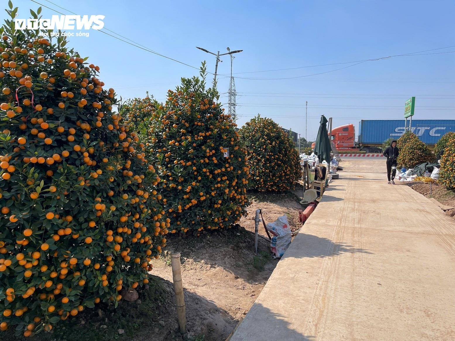 Dù còn gần 20 ngày nữa mới đến Tết Nguyên đán, nhưng nhiều nhà vườn đã thông báo hết cây hoặc chỉ còn lại một số lượng ít.