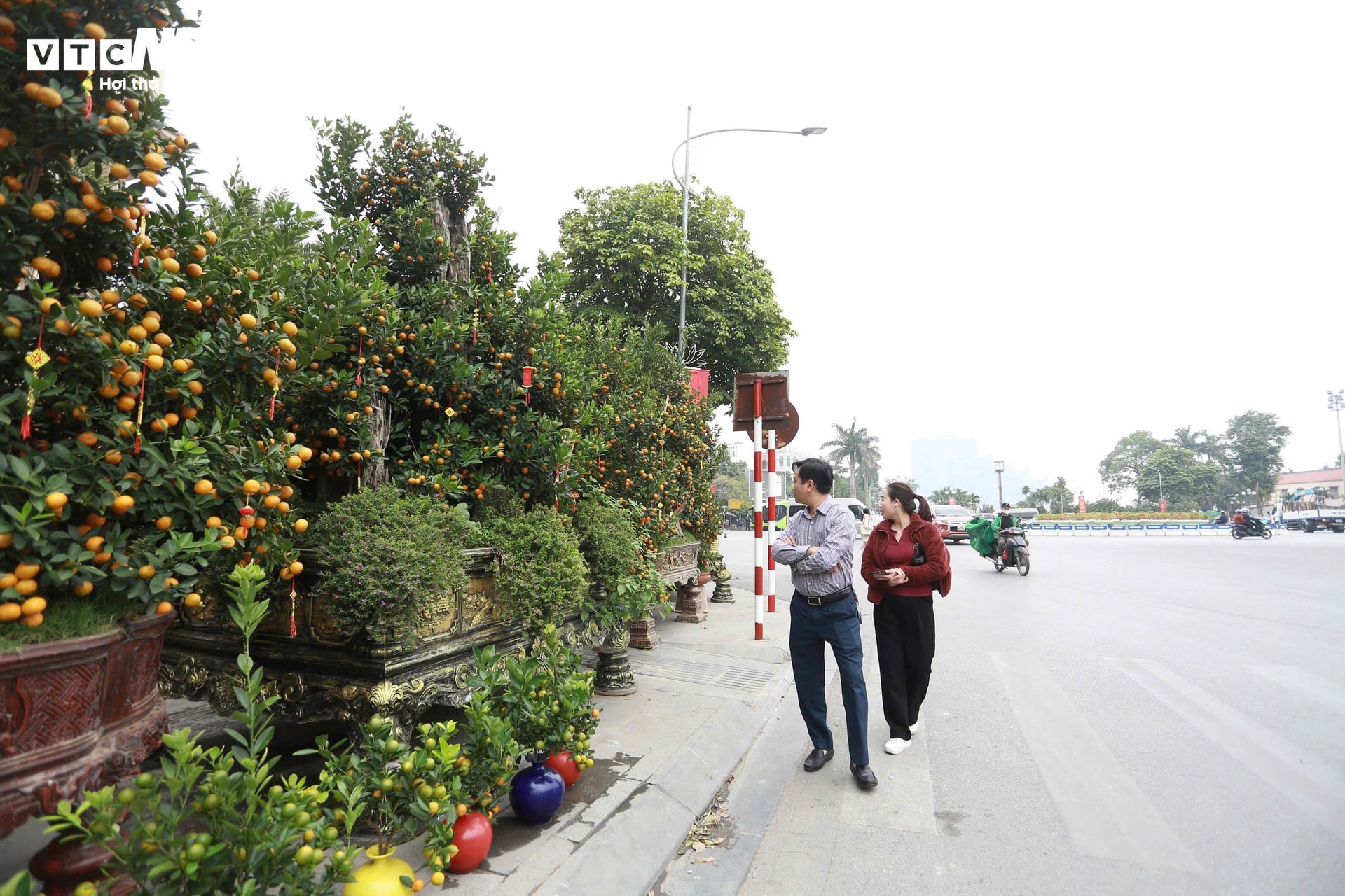 Bên cạnh những chậu quất gỗ lũa khủng có giá lên đến hàng trăm triệu đồng, vườn cây của anh Thư cũng có những chậu quất nhỏ hơn để người tiêu dùng dễ dàng lựa chọn, với giá từ 1 - 7 triệu đồng tùy kiểu dáng và kích thước.