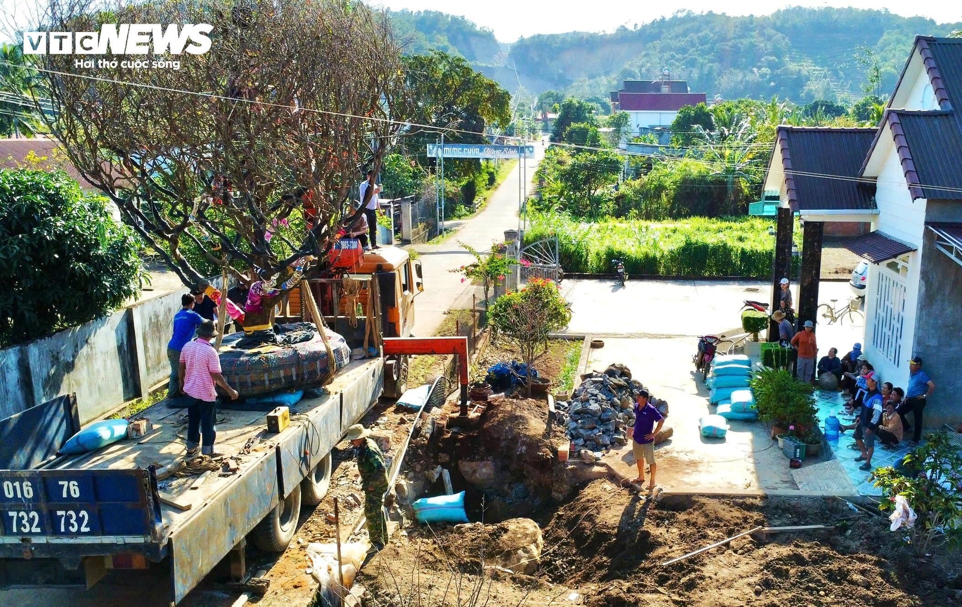 Để vận chuyển được cây mai về thành phố trưng bày, nhóm của anh Hùng phải huy động nhiều nhân công, máy móc vì tán của cây rộng, 2 lần xin phép tháo dỡ hai cổng làng mới đưa được cây mai từ nơi trồng ra đến quốc lộ 27. Nhóm phải dùng các sợi dây thun quấn quanh các cành nhằm thu hẹp tán và sử dụng nhiều vật dụng lót quanh cây để tránh làm tổn thương cho cây trong quá trình vận chuyển.