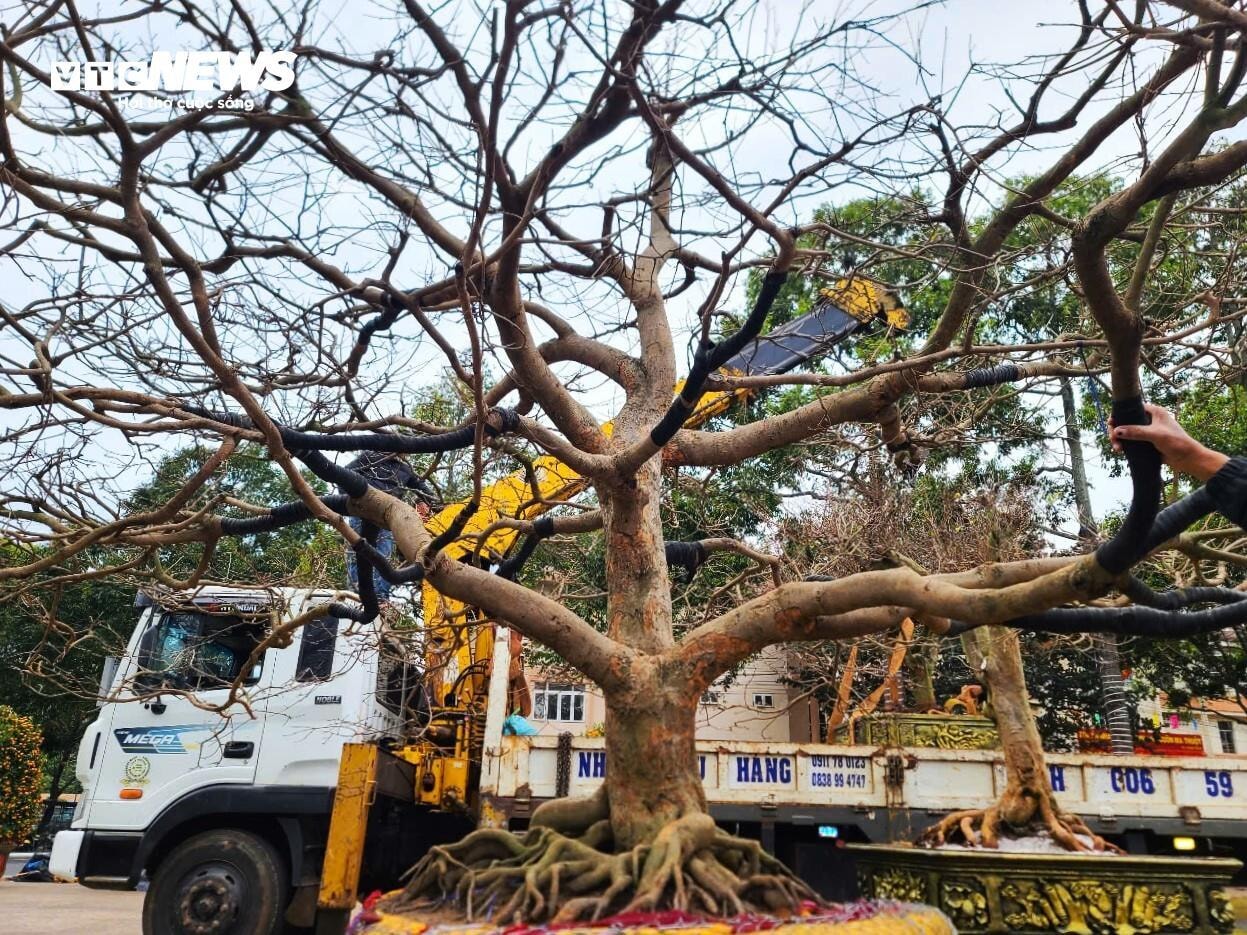 Nguồn gốc cây mai giảo do một người dân tại Bình Thuận đào từ rừng về trồng, chăm sóc gần 40 năm, uốn nắn từng cành một cho ra dáng long.