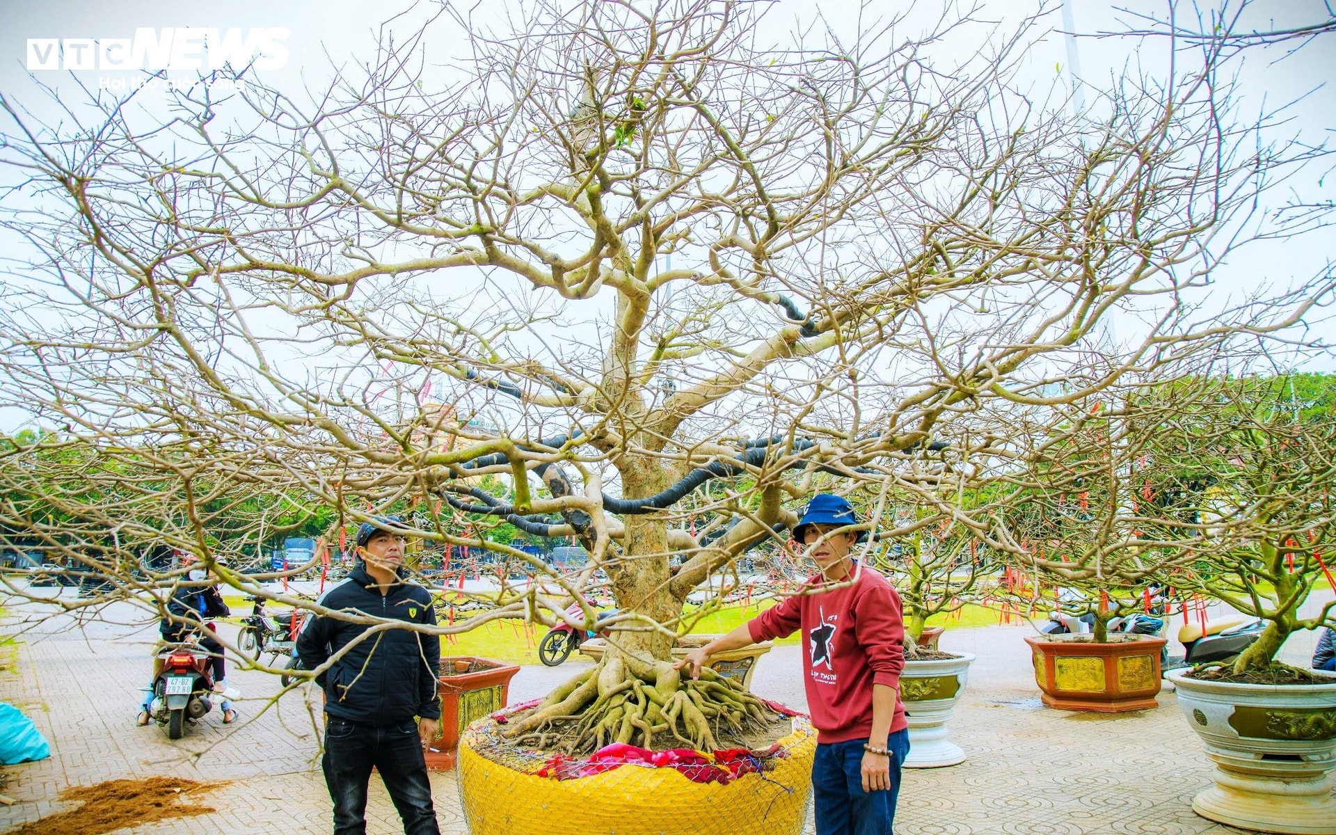 “Chúng tôi mang những cây mai cổ thụ đến đây chủ yếu để trưng bày, giới thiệu cho người dân và du khách có cơ hội chiêm ngưỡng và chụp hình lưu niệm. Điều này không chỉ tạo điểm nhấn độc đáo cho chợ hoa năm nay mà còn góp phần tôn vinh vẻ đẹp của cây mai. Chúng tôi cũng mong muốn tìm được những chủ nhân mới cho các cây mai”, anh Hùng chia sẻ.