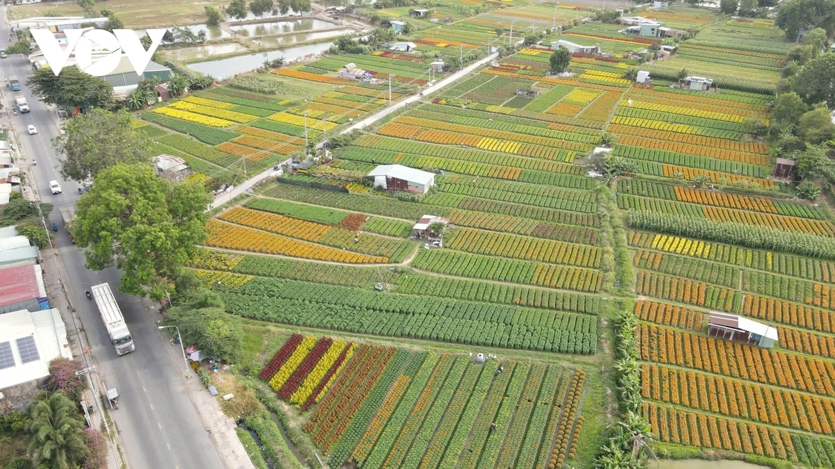 lang hoa giua long thanh pho o binh duong khoe sac hinh anh 1