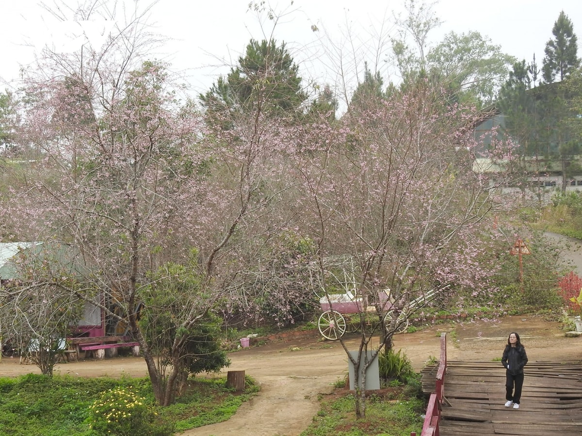 hoa anh dao khoe sac hut du khach den mang Den hinh anh 3