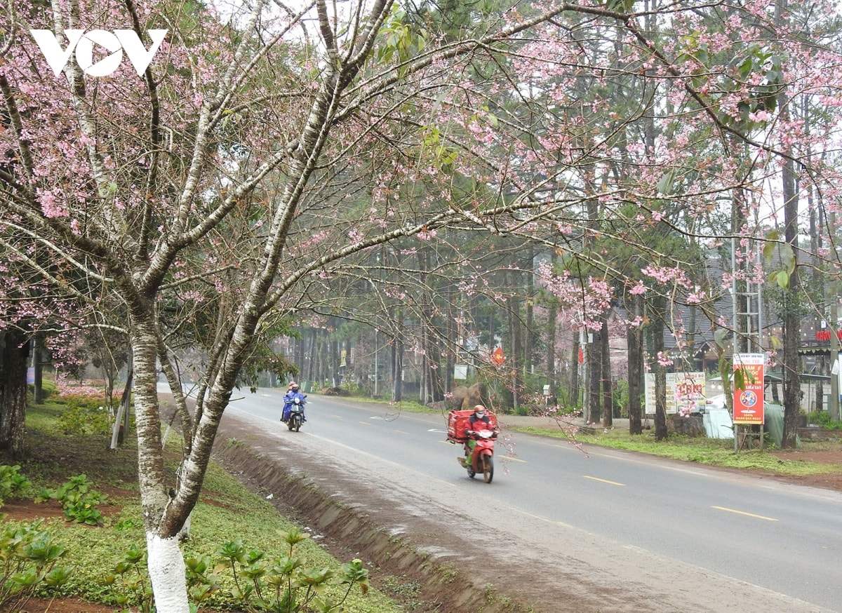 hoa anh dao khoe sac hut du khach den mang Den hinh anh 1