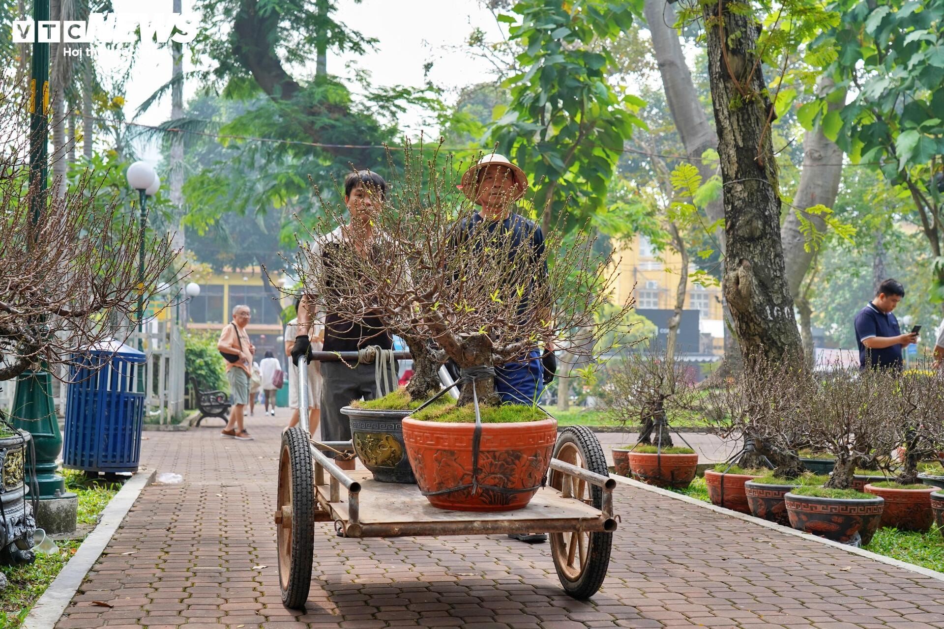 Công viên trung tâm TP.HCM tràn ngập hoa Tết, giá từ vài trăm nghìn đồng - 7