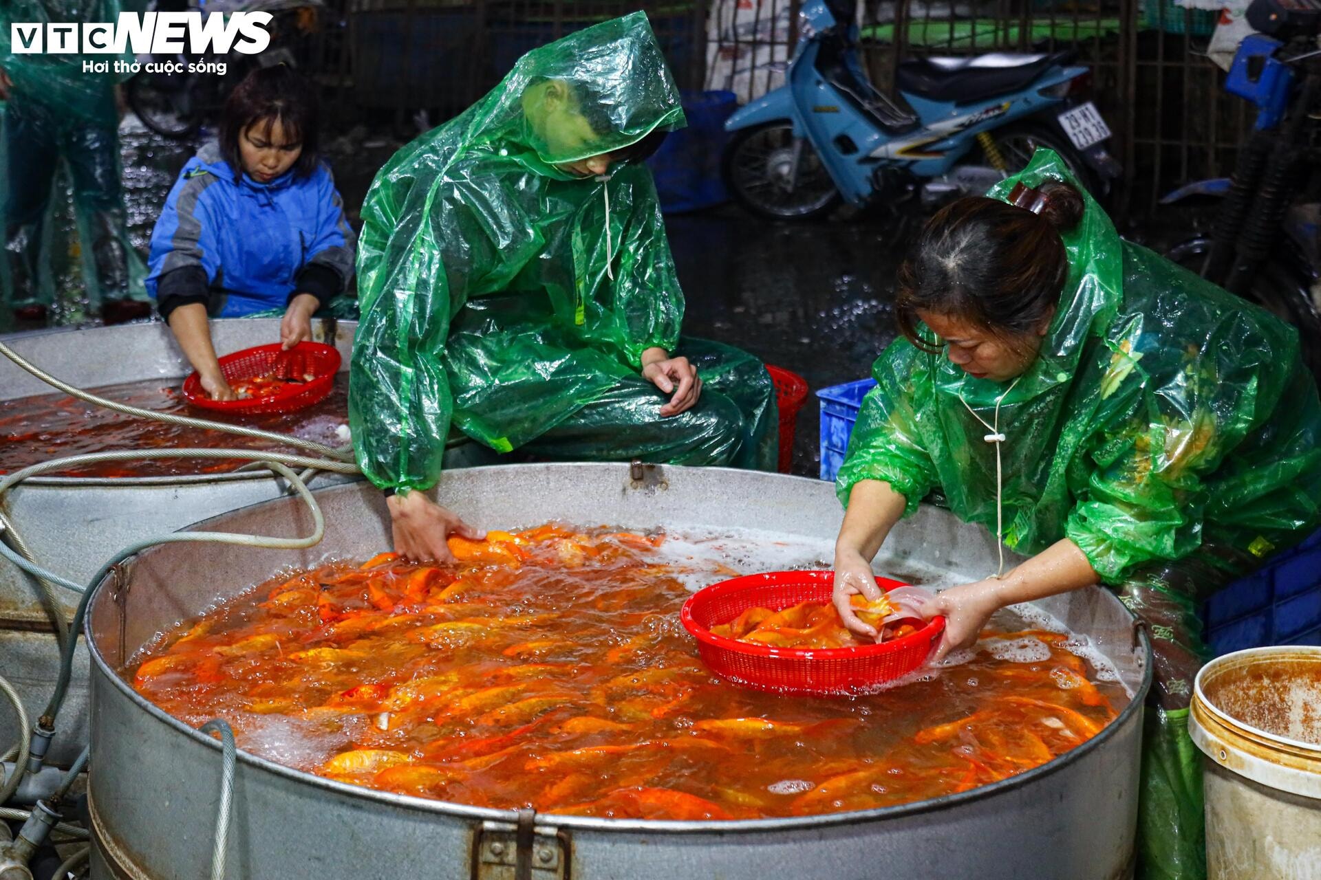 Xuyên đêm mua bán cá chép đỏ cho ngày cúng ông Công, ông Táo - 12