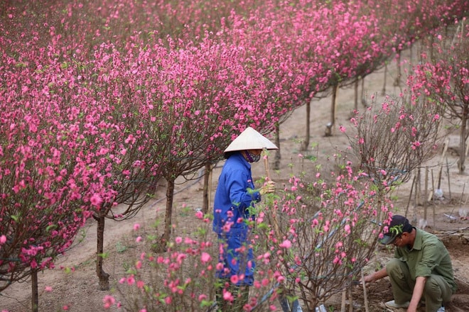 Bón phân hợp lý là cách kích hoa đào nở đúng Tết. (Ảnh: Vietnam Insider)