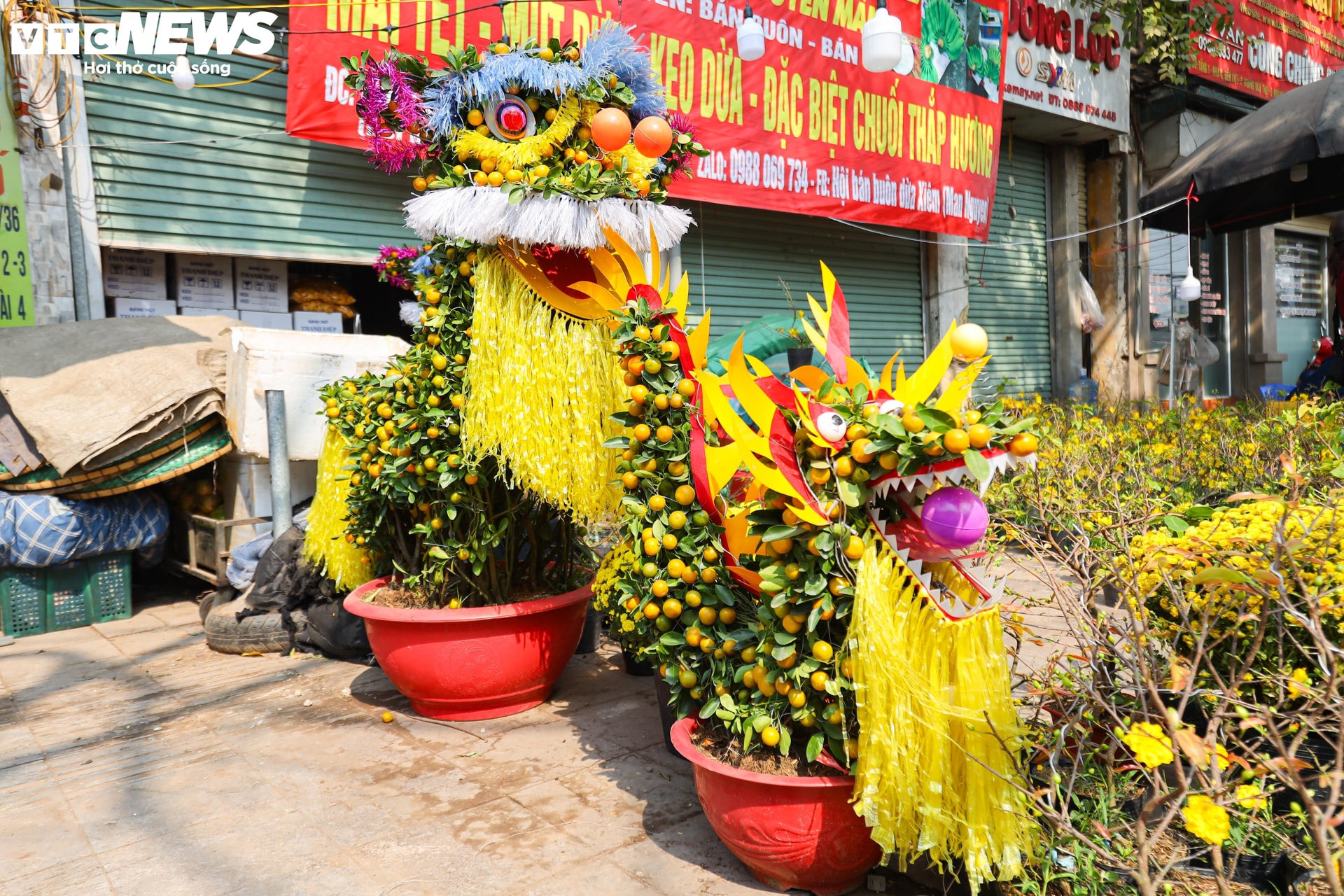 Cũng tại chợ Tân Mai, một quầy hàng bày bán mai vàng, quất cảnh với những tạo hình kỳ lạ như con rồng, đầu lân. 