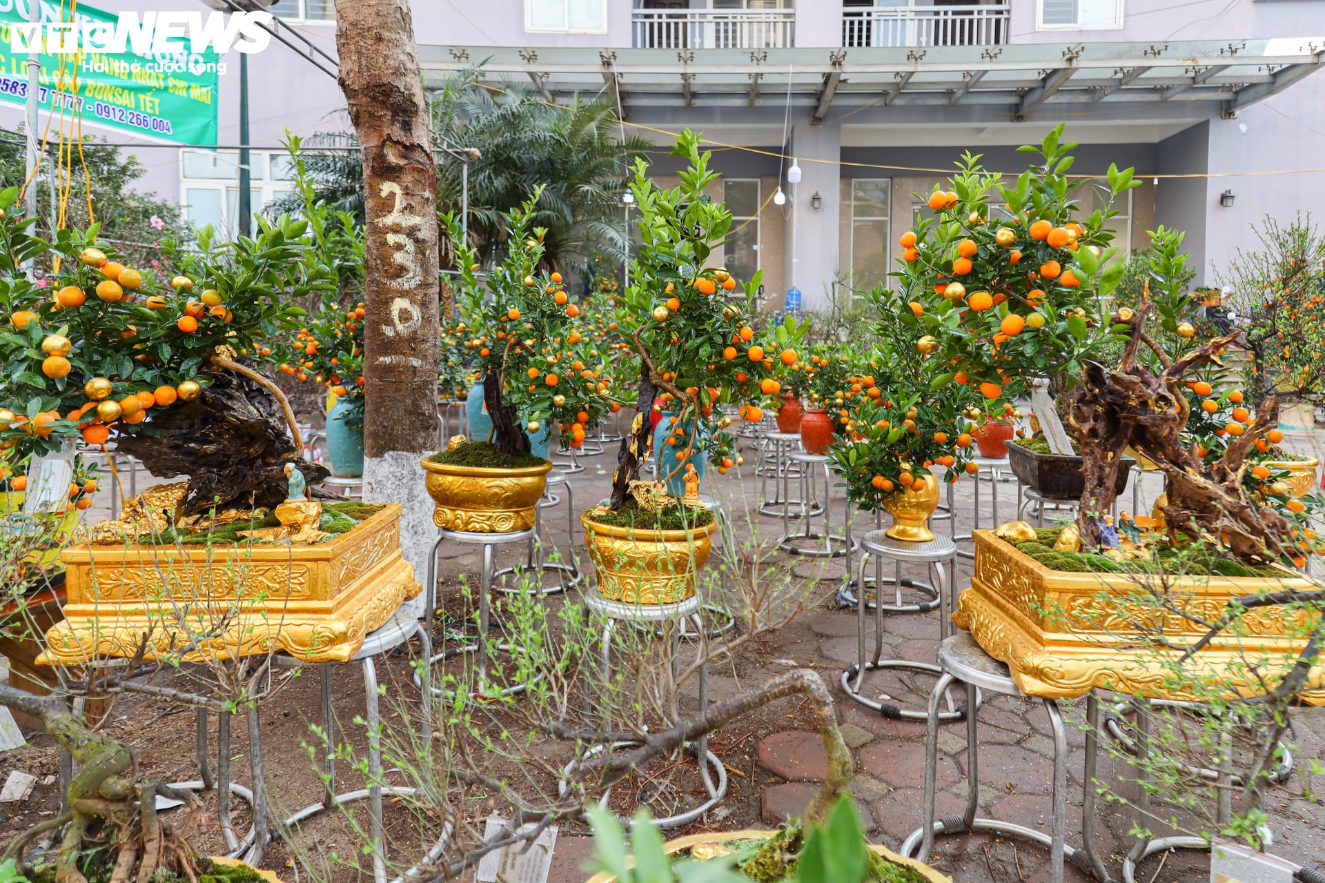 Các loại cây cảnh Tết, từ đào rừng đến đào Nhật Tân, quất bonsai, bưởi cảnh...đang được trưng bày ngập tràn tại chợ Tân Mai (quận Hoàng Mai, Hà Nội). Nổi bật trong số đó là những cây quất Tứ Liên, nhất chi mai dát vàng.