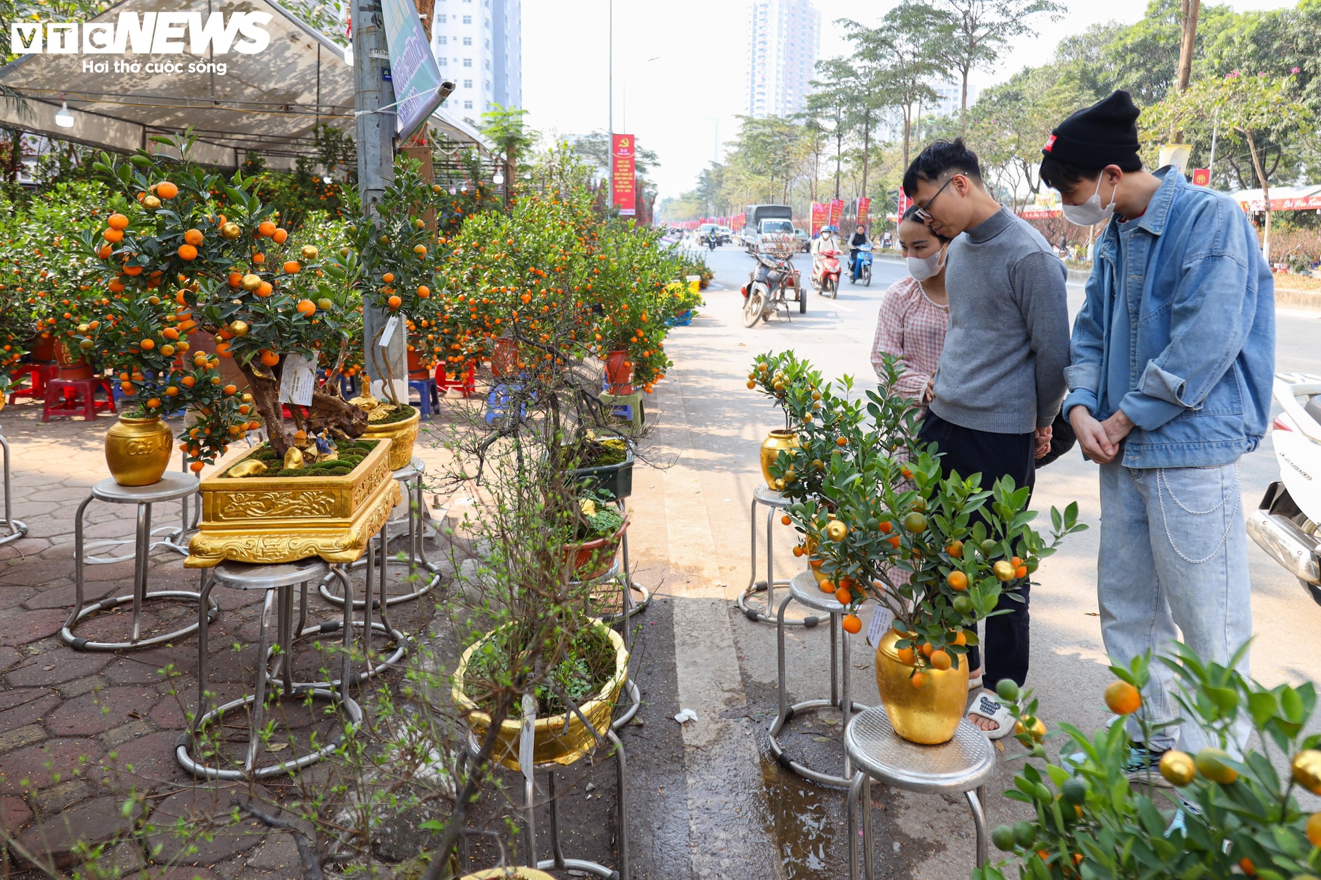 Không chỉ chậu mà một số quả quất cũng được dát vàng, tạo nên vẻ độc lạ, khiến khách hàng thích thú.