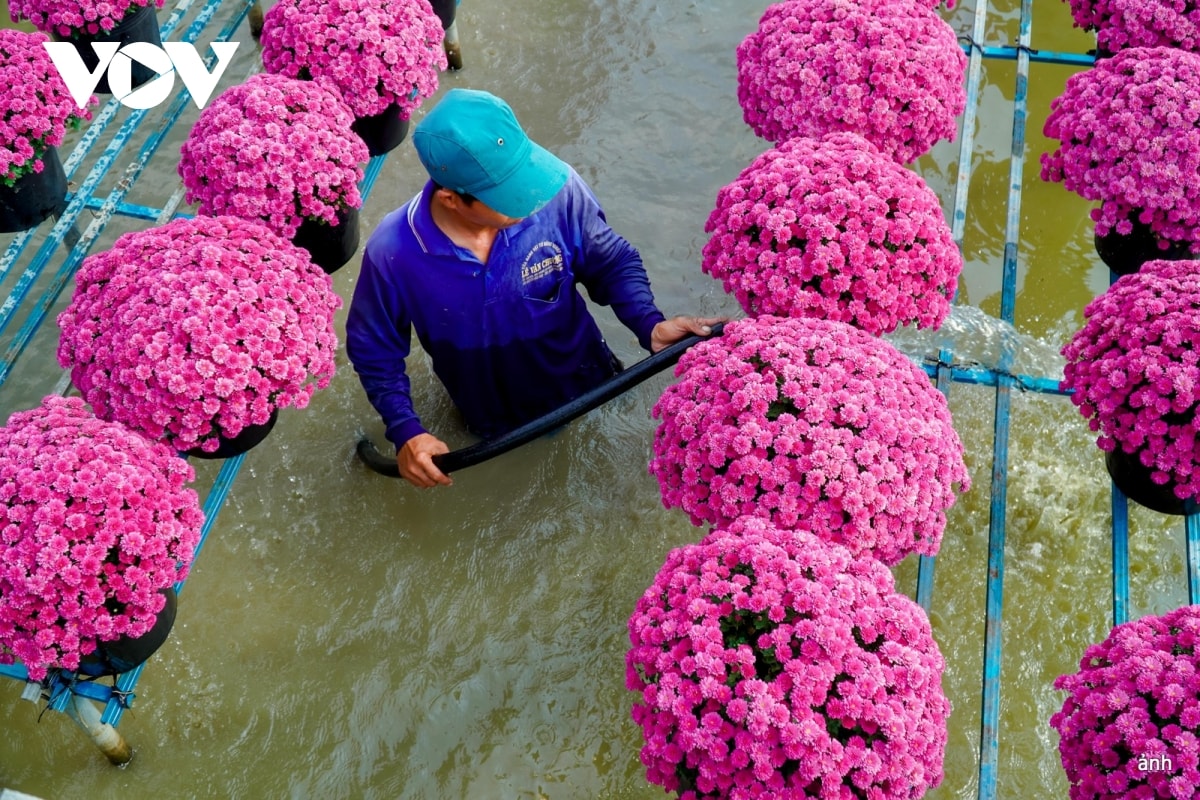 du khach dam minh trong khong gian hoa o sa Dec, Dong thap hinh anh 16