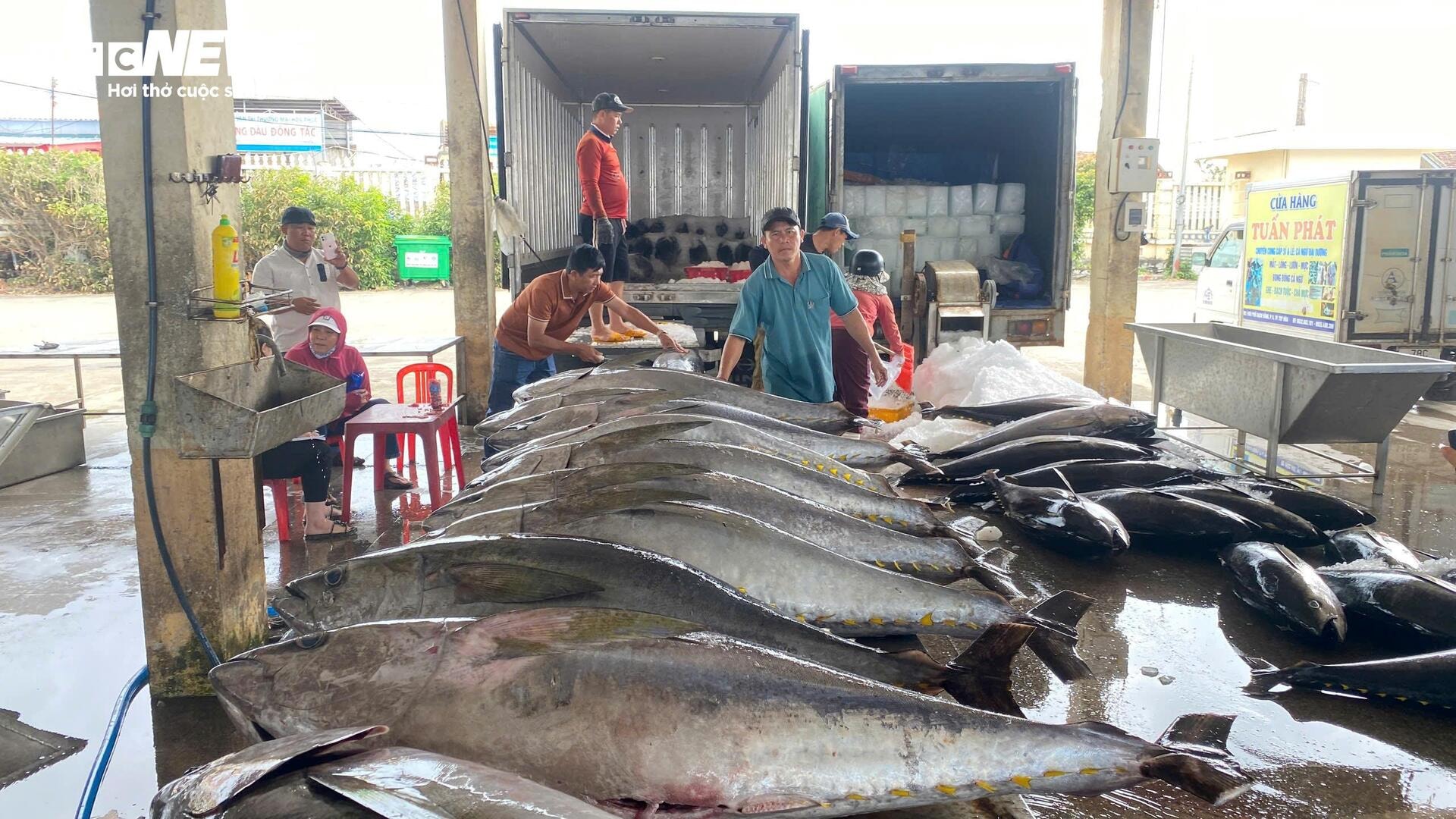 Chuyến biển đầu năm bội thu, ngư dân Phú Yên 'oằn vai' cõng cá ngừ đại dương - 8