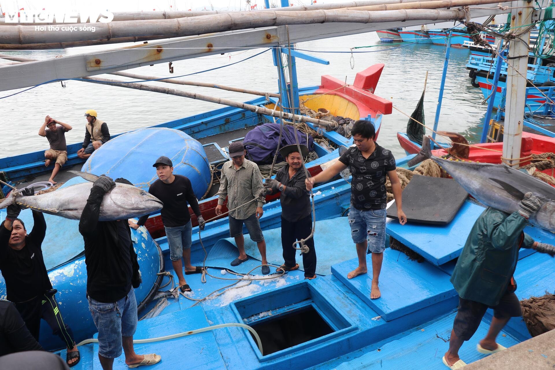 Chuyến biển đầu năm bội thu, ngư dân Phú Yên 'oằn vai' cõng cá ngừ đại dương - 10