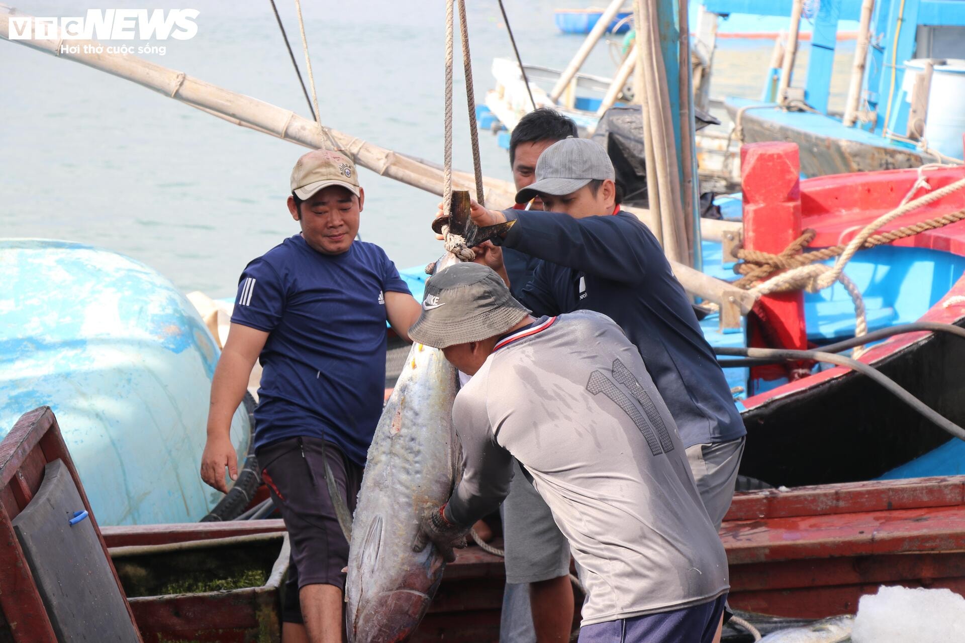 Chuyến biển đầu năm bội thu, ngư dân Phú Yên 'oằn vai' cõng cá ngừ đại dương - 4