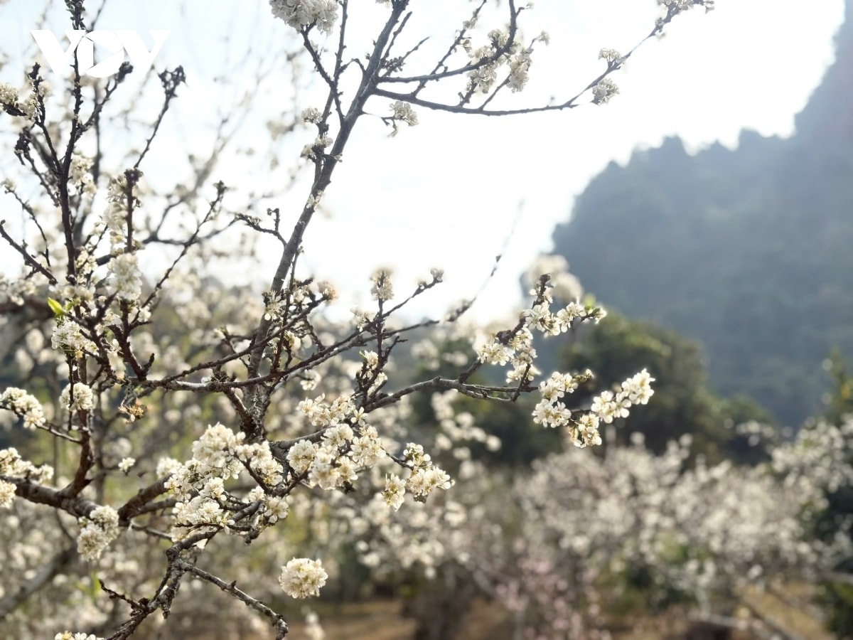 sac man tinh khoi noi mua xuan pho nui hinh anh 5