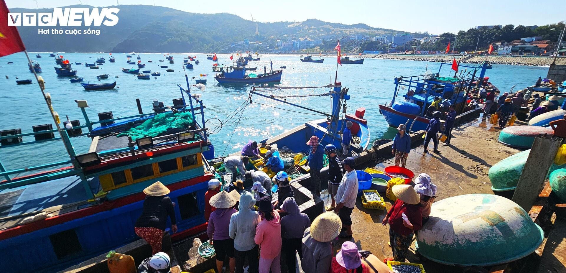 Cá cơm đầy ắp khoang tàu, ngư dân Bình Định 'hốt lộc' đầu năm - 2