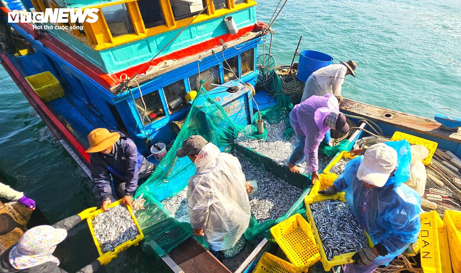 Cá cơm đầy ắp khoang tàu, ngư dân Bình Định 'hốt lộc' đầu năm - 4