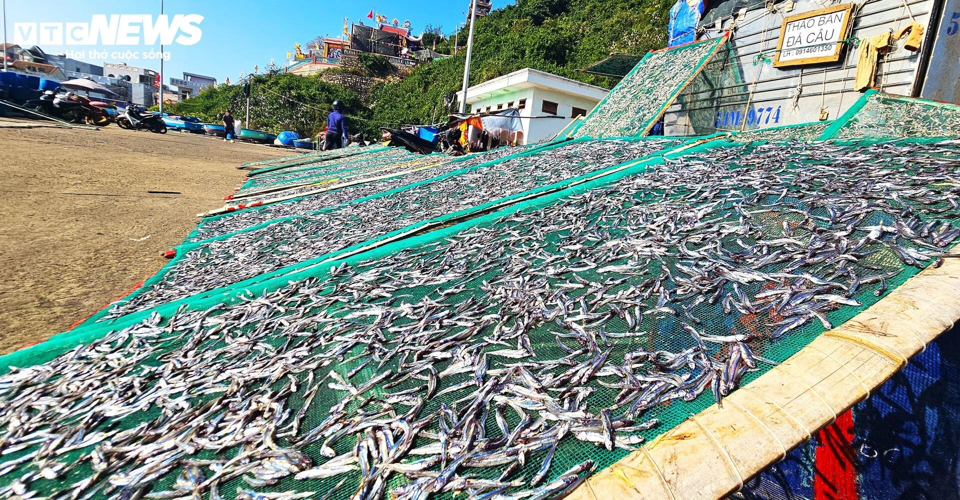 Cá cơm đầy ắp khoang tàu, ngư dân Bình Định 'hốt lộc' đầu năm - 11