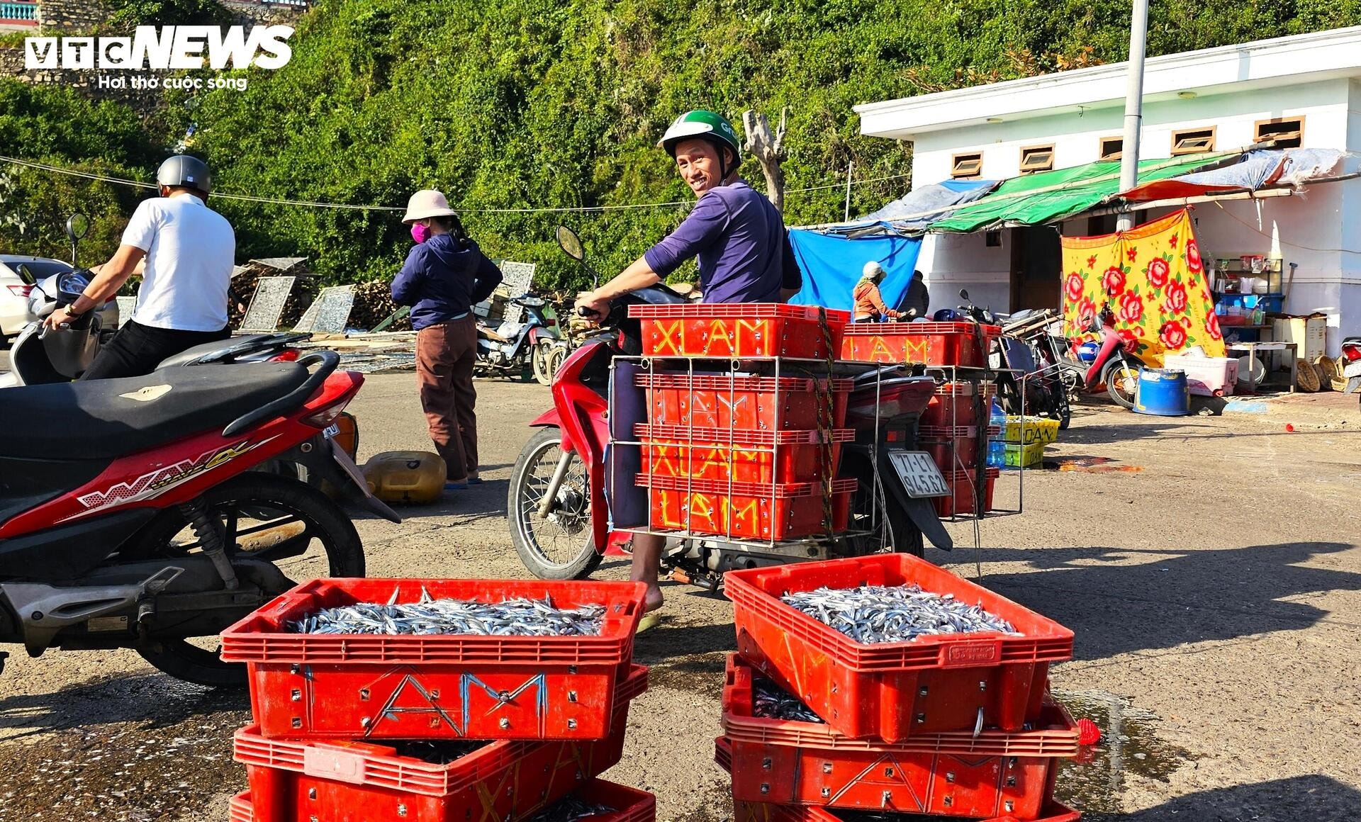 Cá cơm đầy ắp khoang tàu, ngư dân Bình Định 'hốt lộc' đầu năm - 10