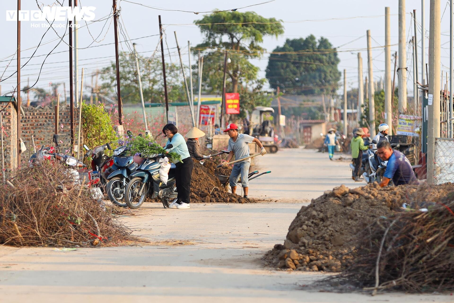 Đào Nhật Tân từ phố về vườn, chờ 'hồi sinh' cho Tết năm sau - 1