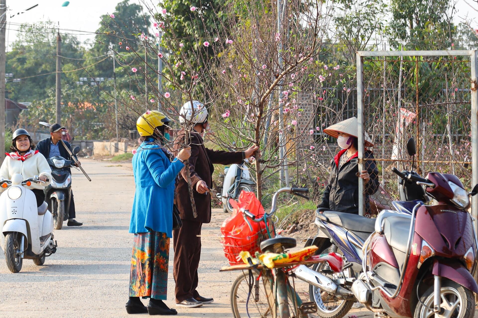 Đào Nhật Tân từ phố về vườn, chờ 'hồi sinh' cho Tết năm sau - 23