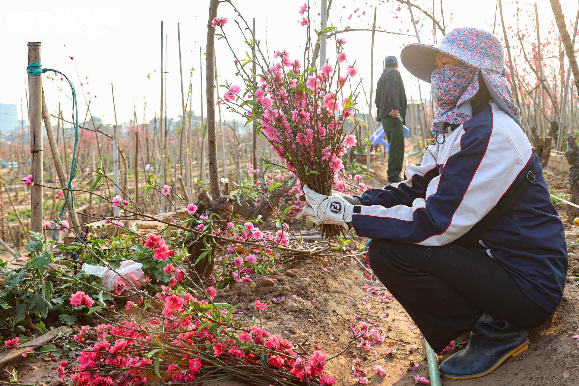 Đào Nhật Tân từ phố về vườn, chờ 'hồi sinh' cho Tết năm sau - 15