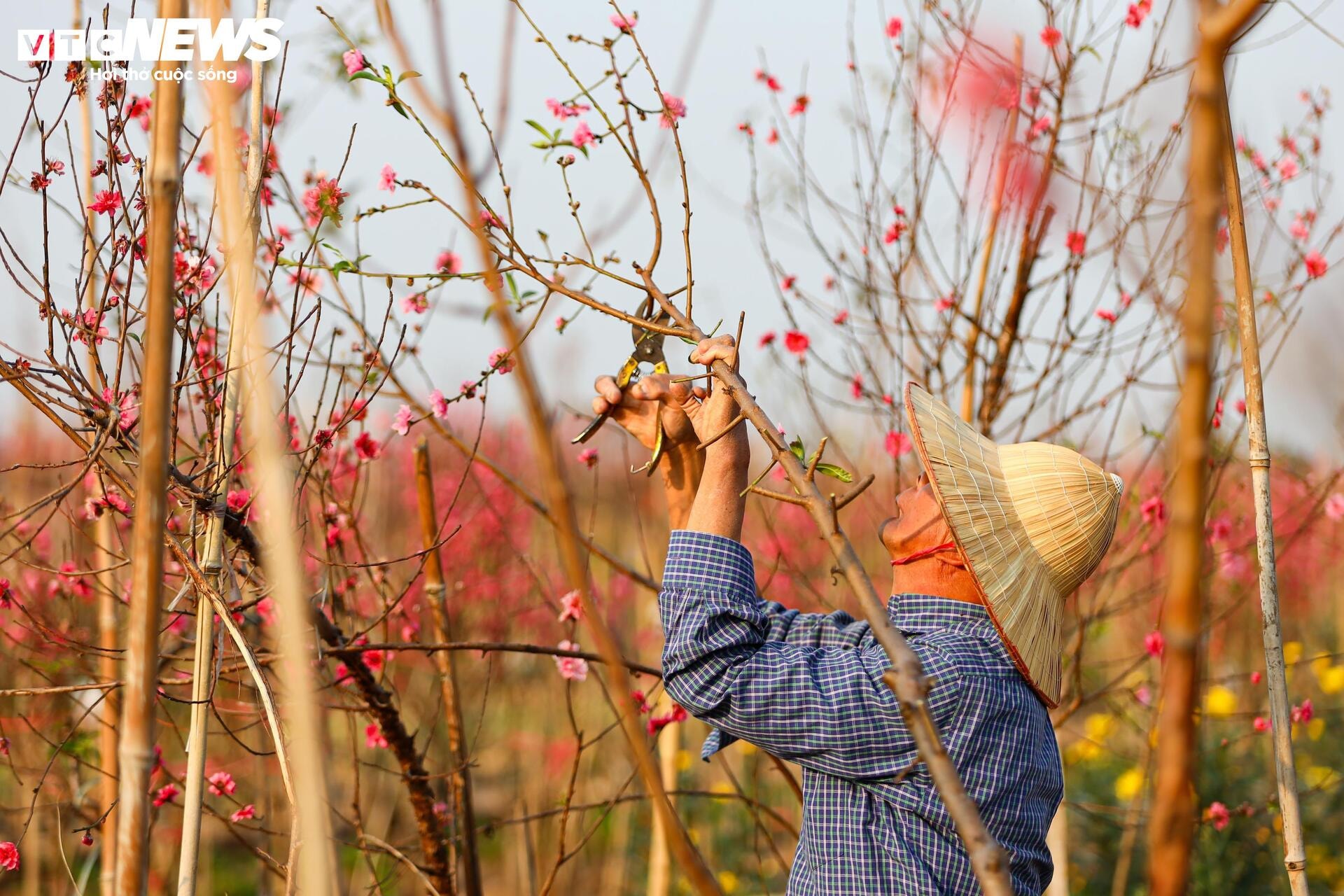 Đào Nhật Tân từ phố về vườn, chờ 'hồi sinh' cho Tết năm sau - 7