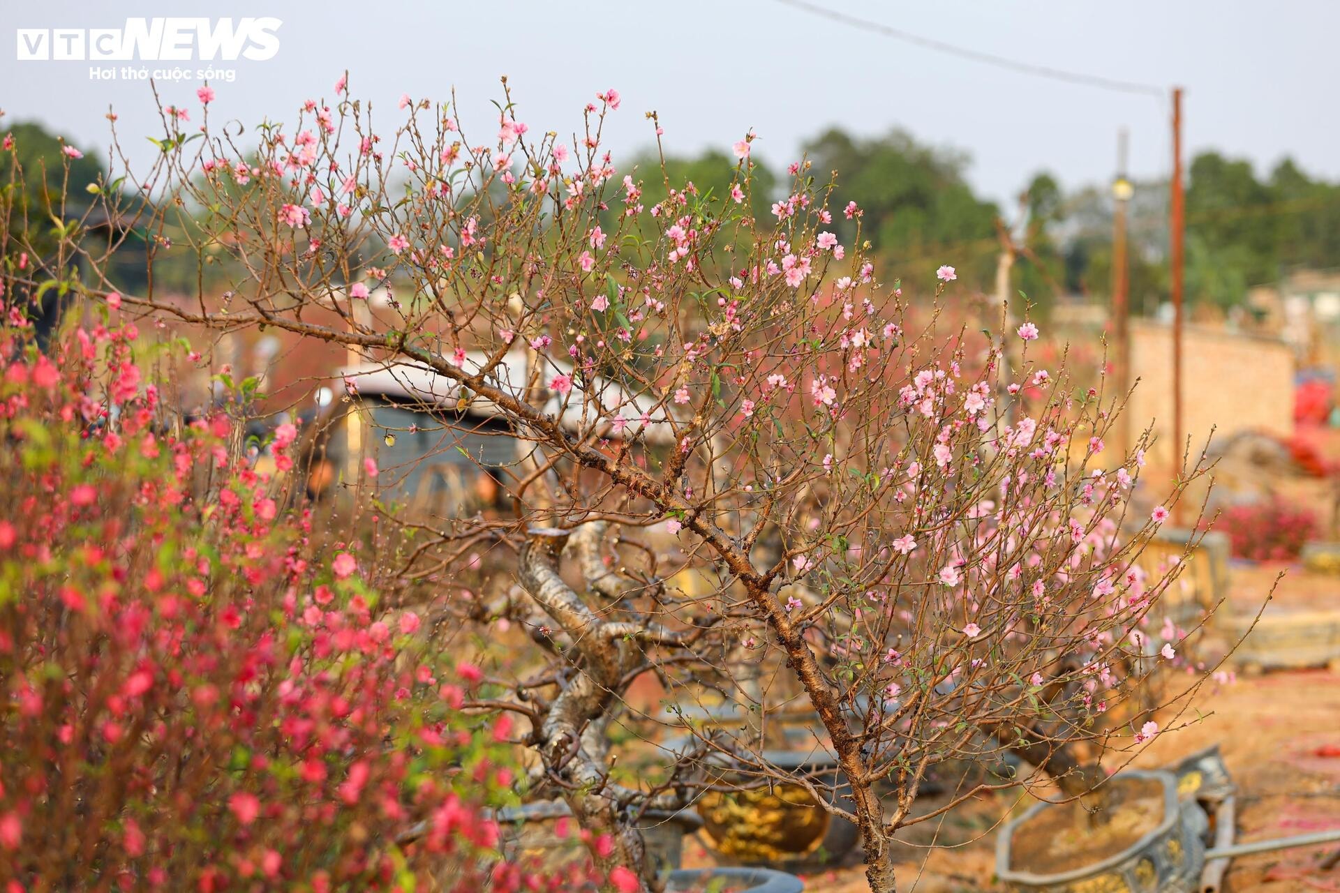 Đào Nhật Tân từ phố về vườn, chờ 'hồi sinh' cho Tết năm sau - 22